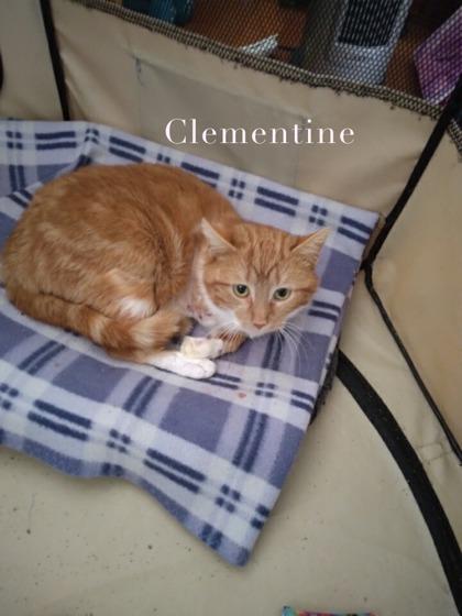 Clementine, Adoptable, Adult Female Domestic Short Hair & Domestic Short Hair.