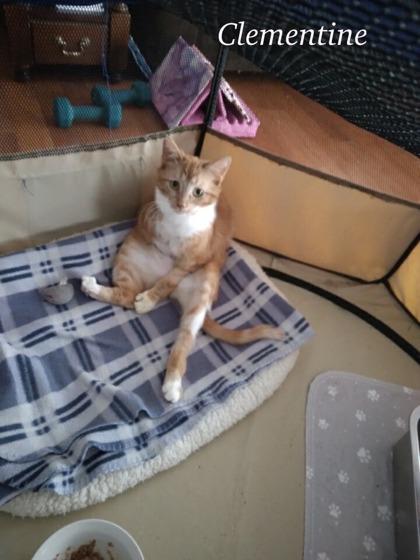 Clementine, a Adoptable mixed breed in Parma, OH image 2/3