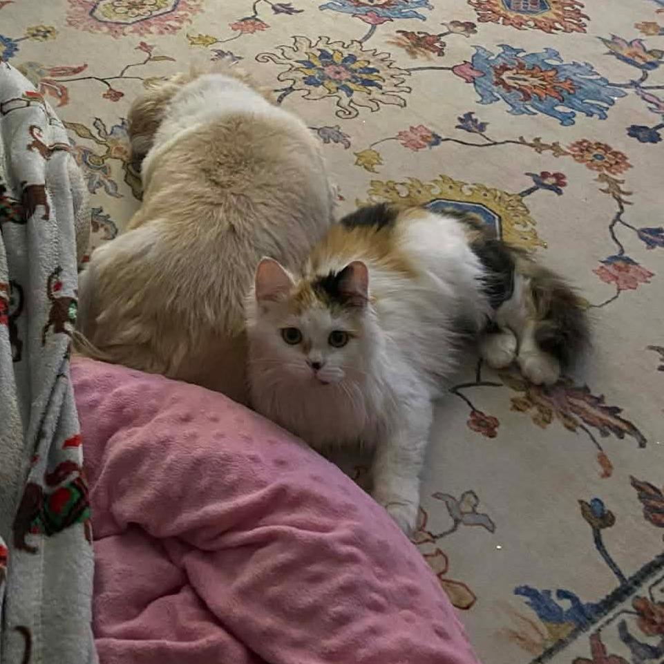Tangerine, a Adoptable Domestic Long Hair in Saugerties, NY image 2/4