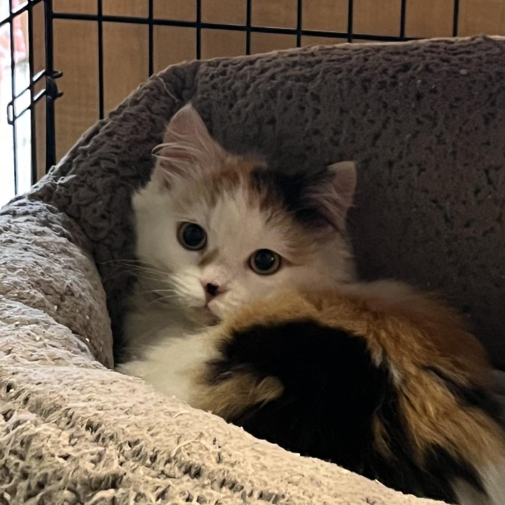 Tangerine, a Adoptable Domestic Long Hair in Saugerties, NY image 3/4