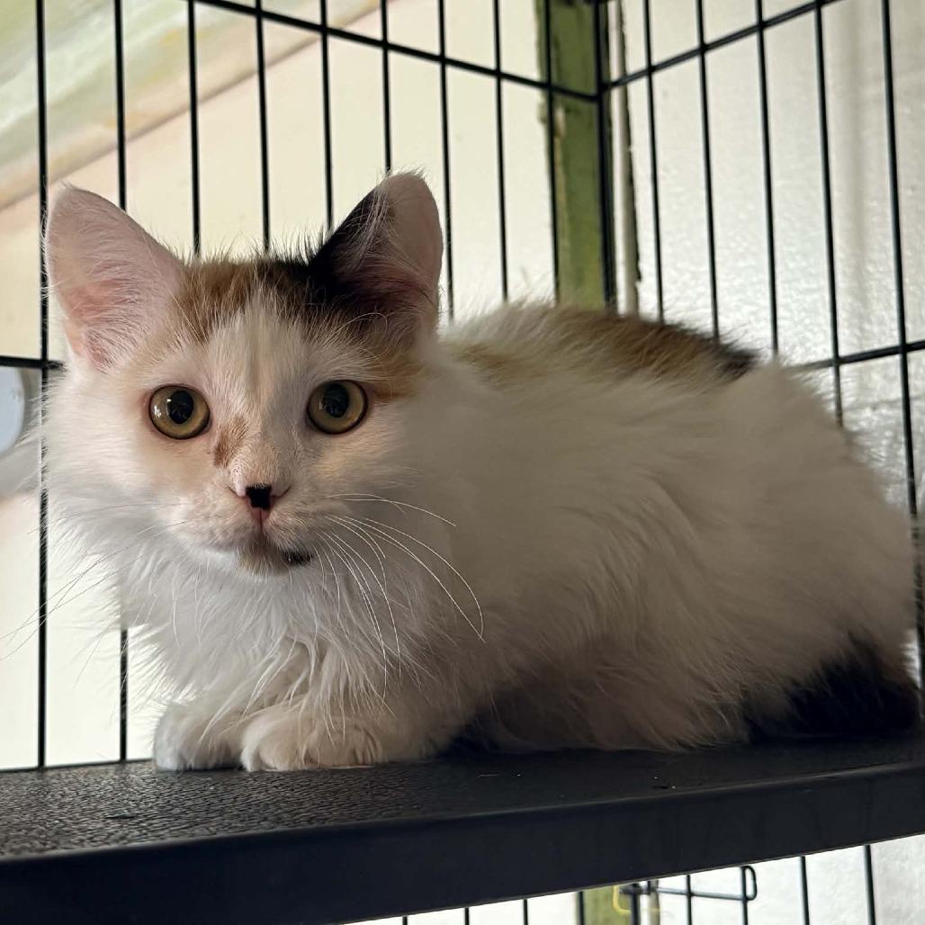 Enlarge Tangerine, a Adoptable Domestic Long Hair in Saugerties, NY image 5/6