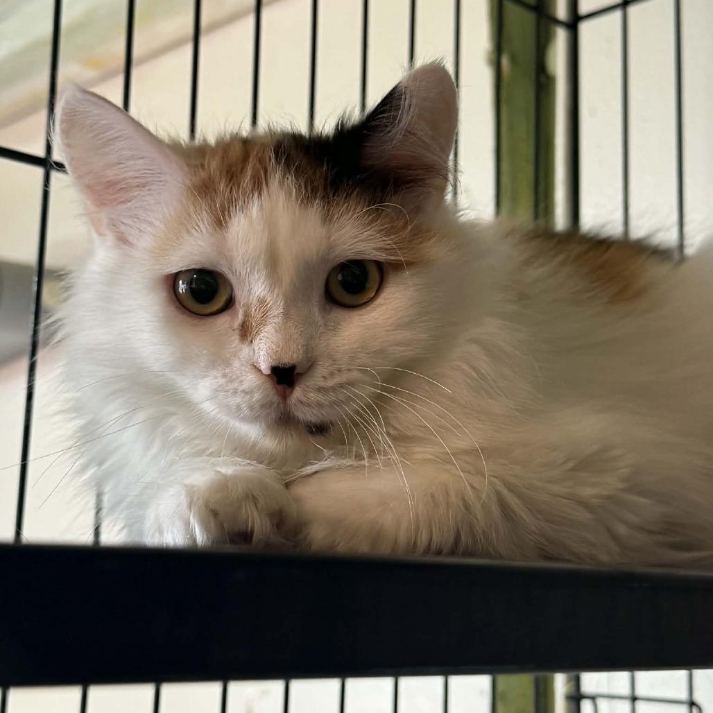 Enlarge Tangerine, a Adoptable Domestic Long Hair in Saugerties, NY image 6/6