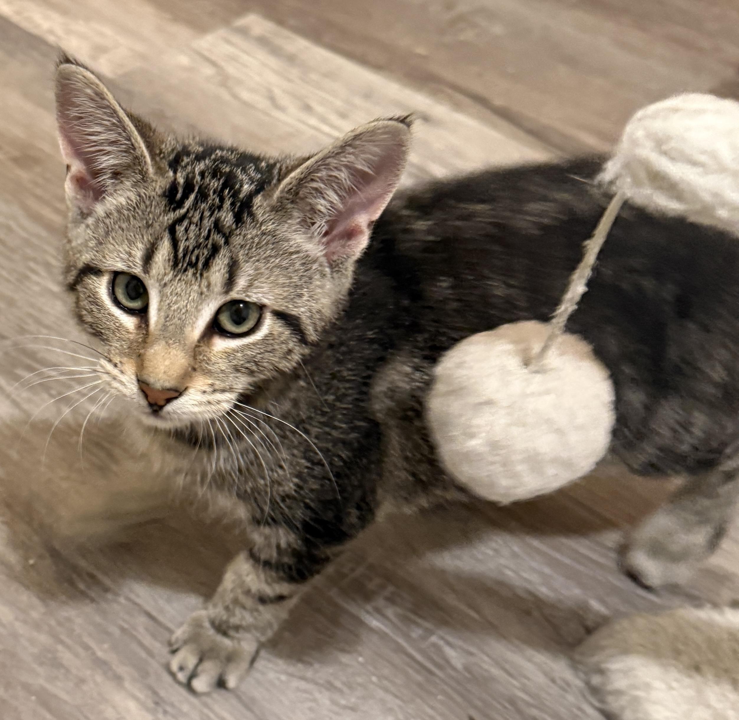 LORETTA, ADOPTABLE, Kitten Female Domestic Short Hair & Tabby.