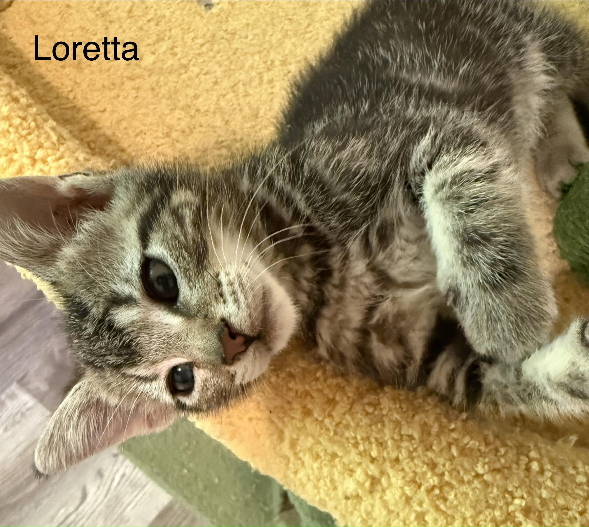 LORETTA, a ADOPTABLE mixed breed in Renton, WA image 2/4