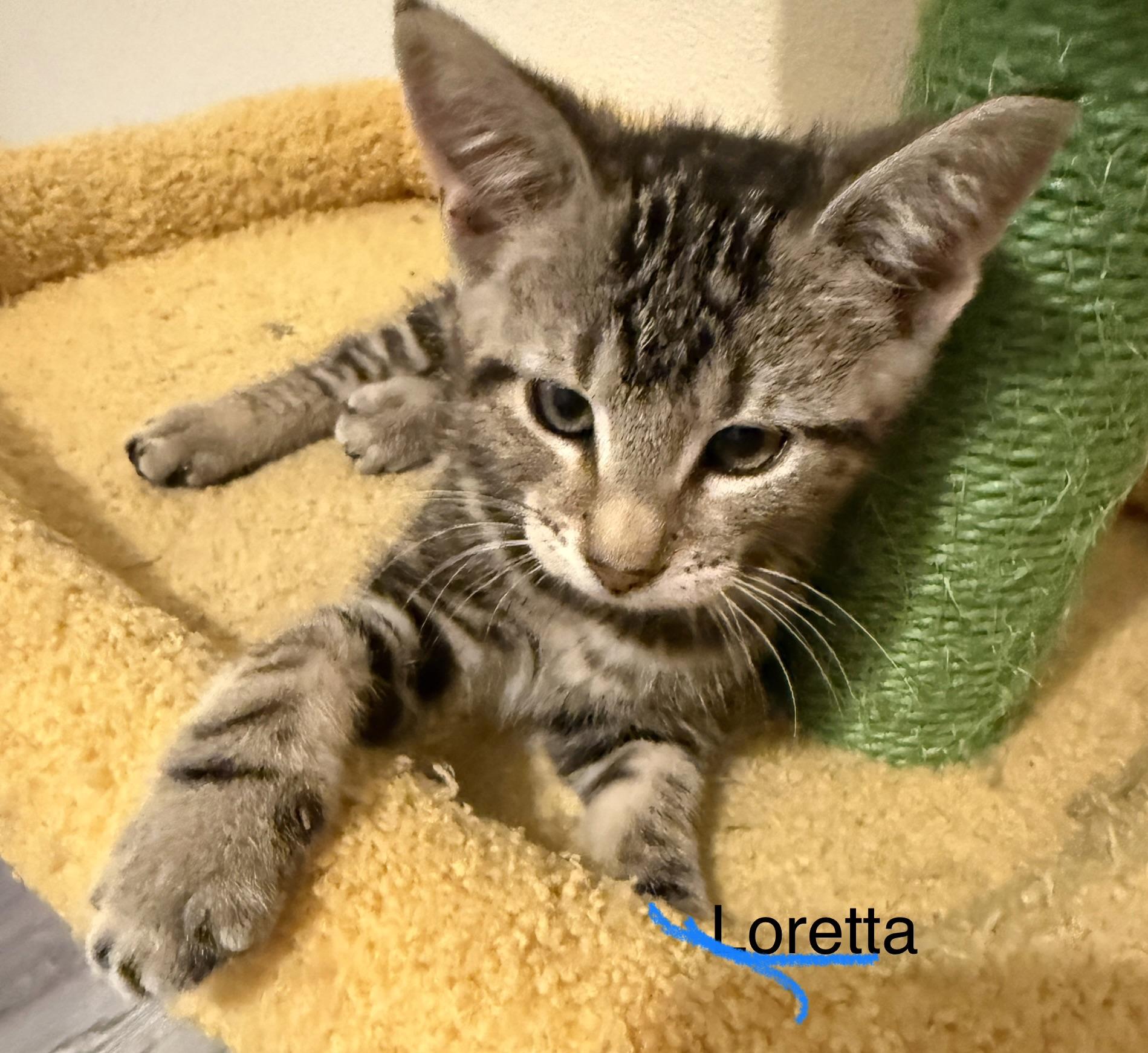 LORETTA, a ADOPTABLE mixed breed in Renton, WA image 3/4