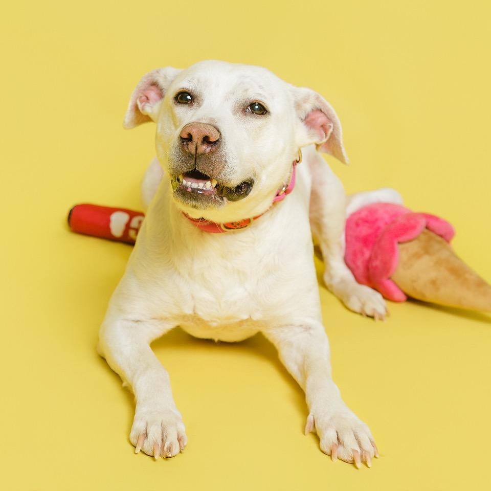 Enlarge Meadow, a Adoptable mixed breed in Batavia, OH image 1/6