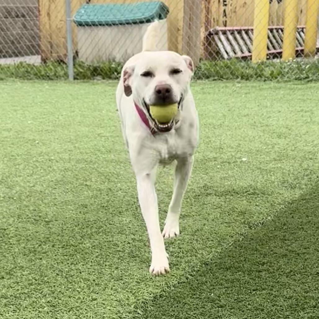 Enlarge Meadow, a Adoptable mixed breed in Batavia, OH image 2/6