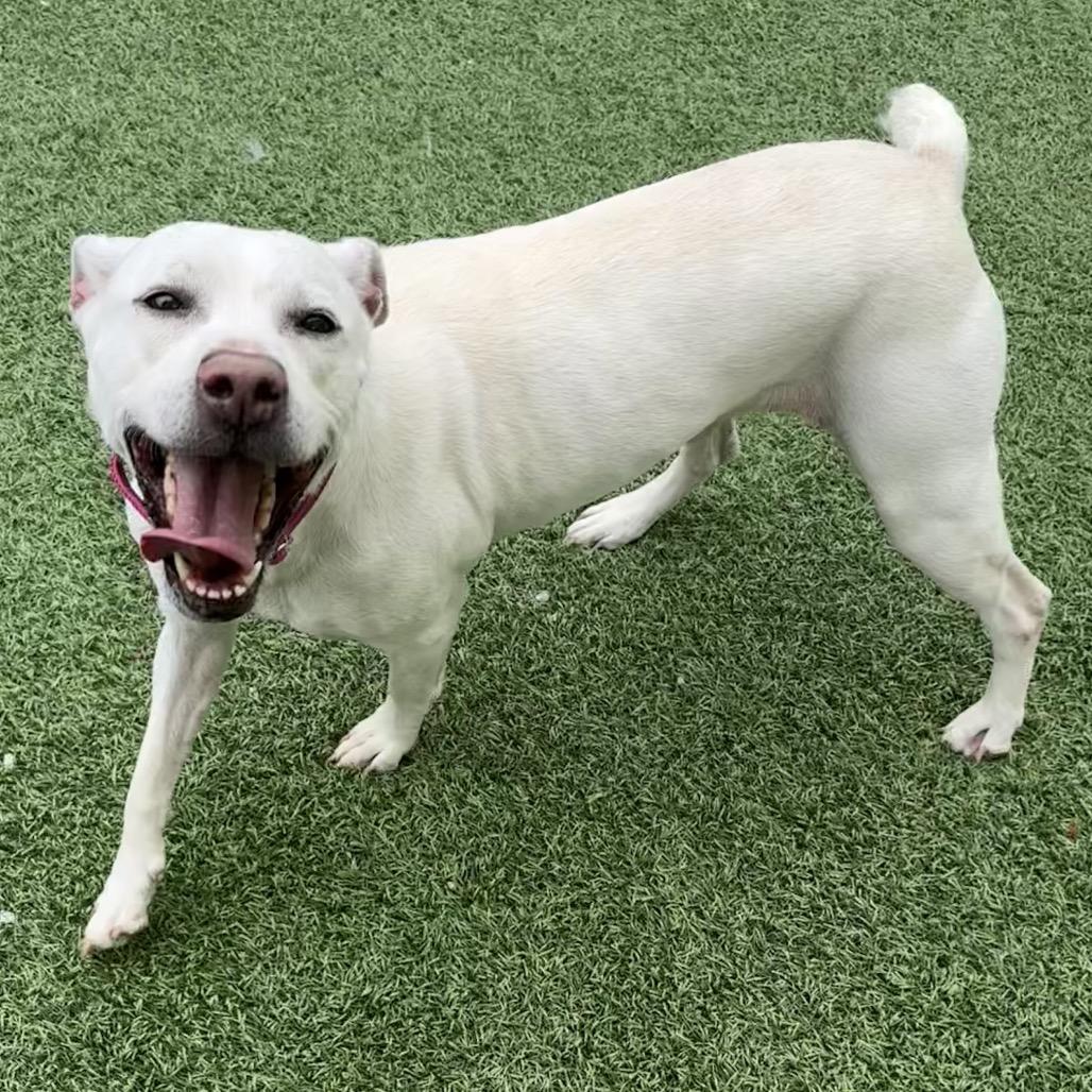 Enlarge Meadow, a Adoptable mixed breed in Batavia, OH image 3/6