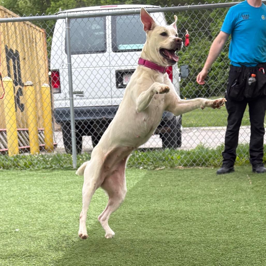 Enlarge Meadow, a Adoptable mixed breed in Batavia, OH image 3/6
