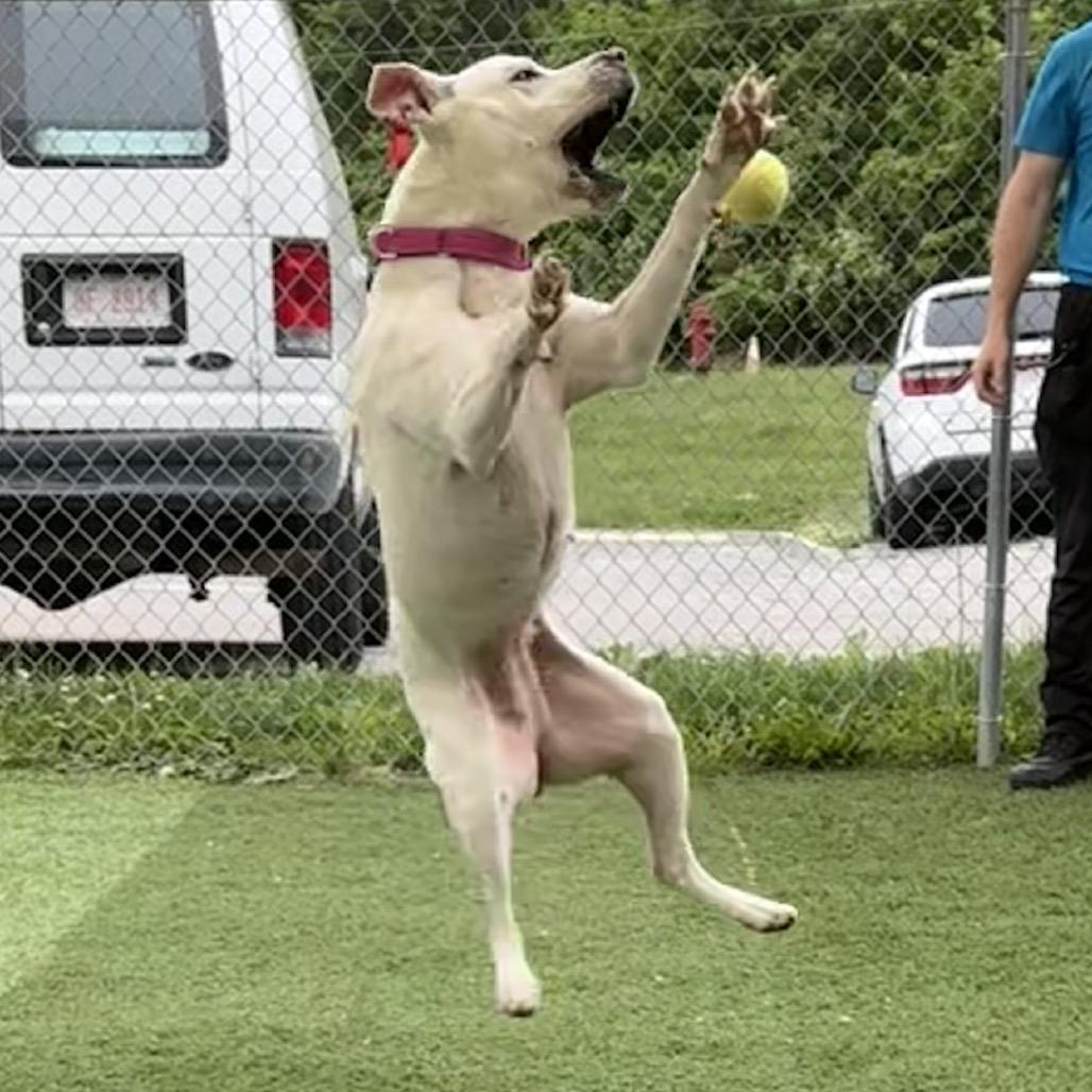 Enlarge Meadow, a Adoptable mixed breed in Batavia, OH image 4/6