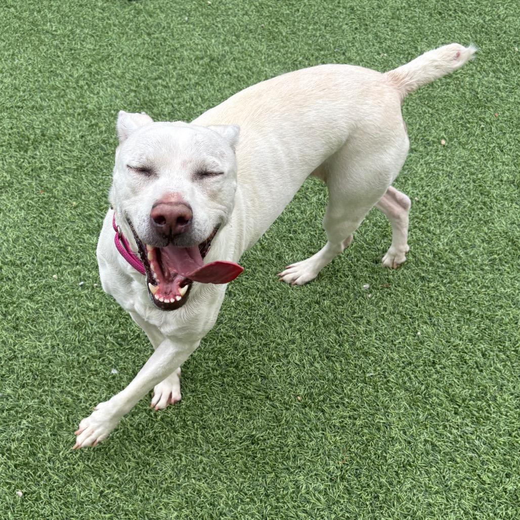 Enlarge Meadow, a Adoptable mixed breed in Batavia, OH image 5/6