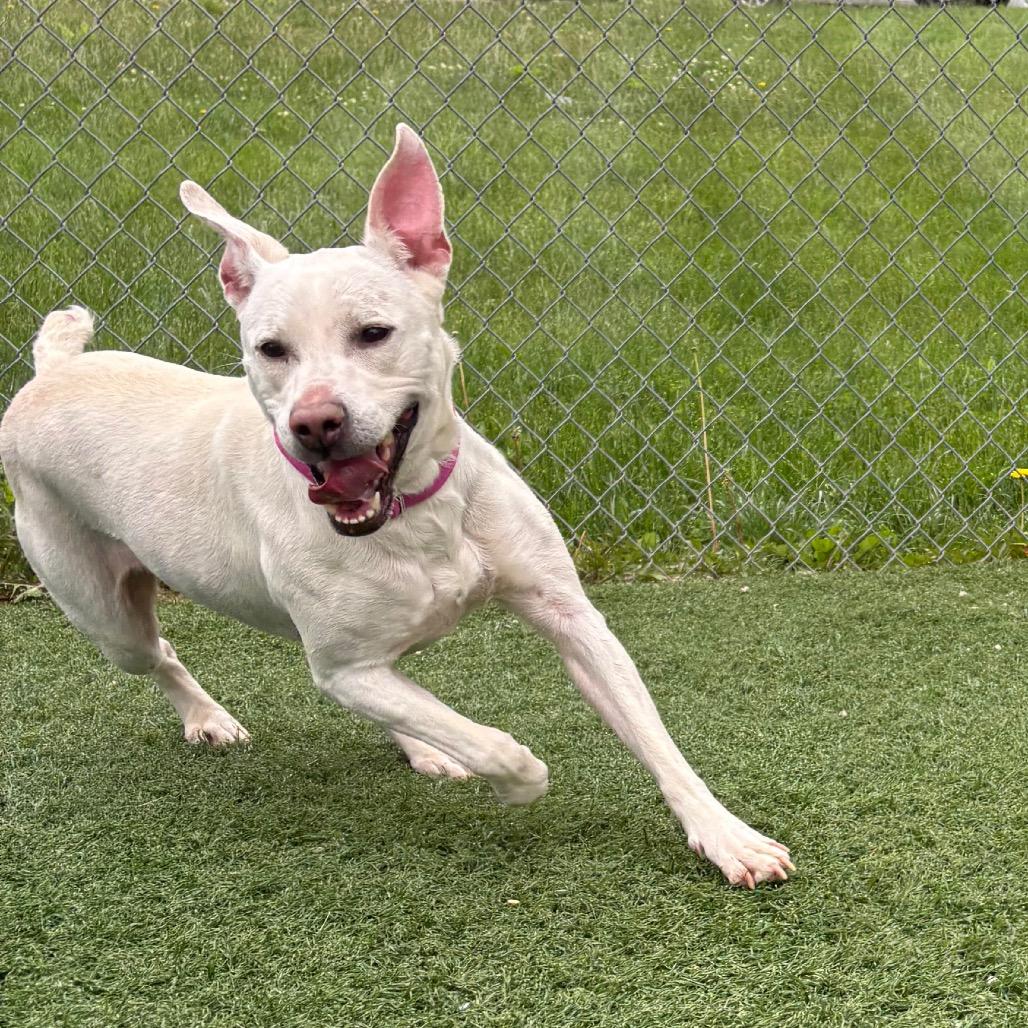 Enlarge Meadow, a Adoptable mixed breed in Batavia, OH image 6/6