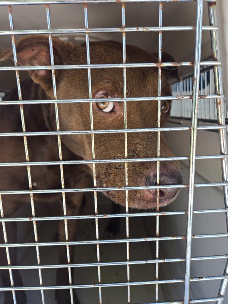Swiss, Adoptable, Puppy Male Pit Bull Terrier.