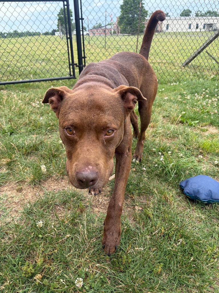 Swiss, a Adoptable mixed breed in Gallatin, TN image 2/2