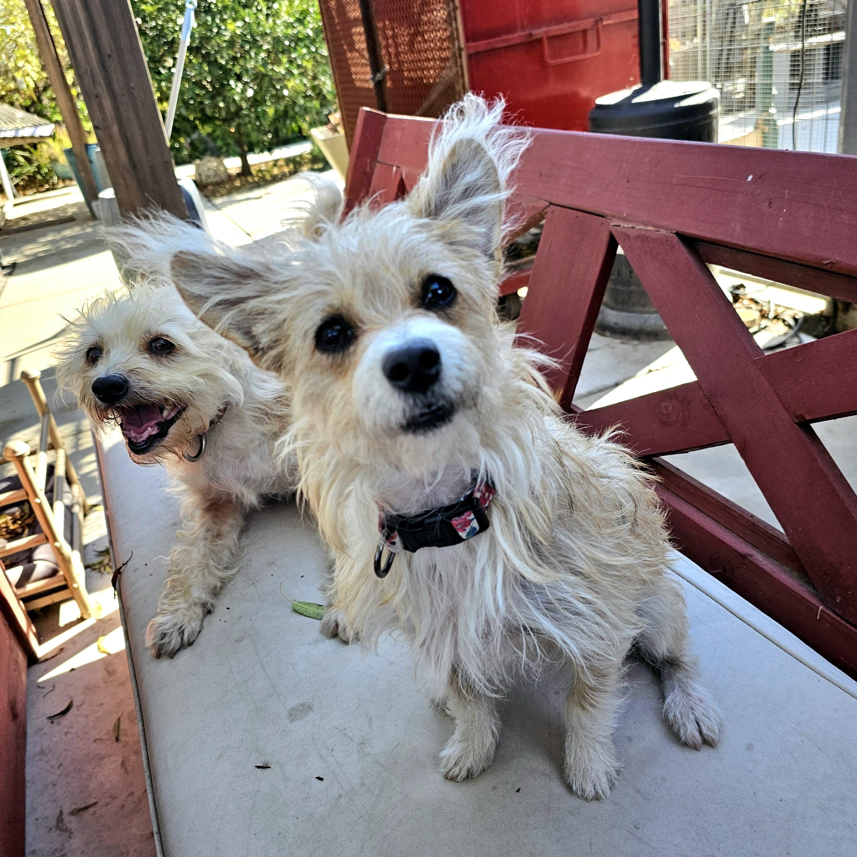 Enlarge Nori, a Adoptable mixed breed in Greenfield, CA image 2/2