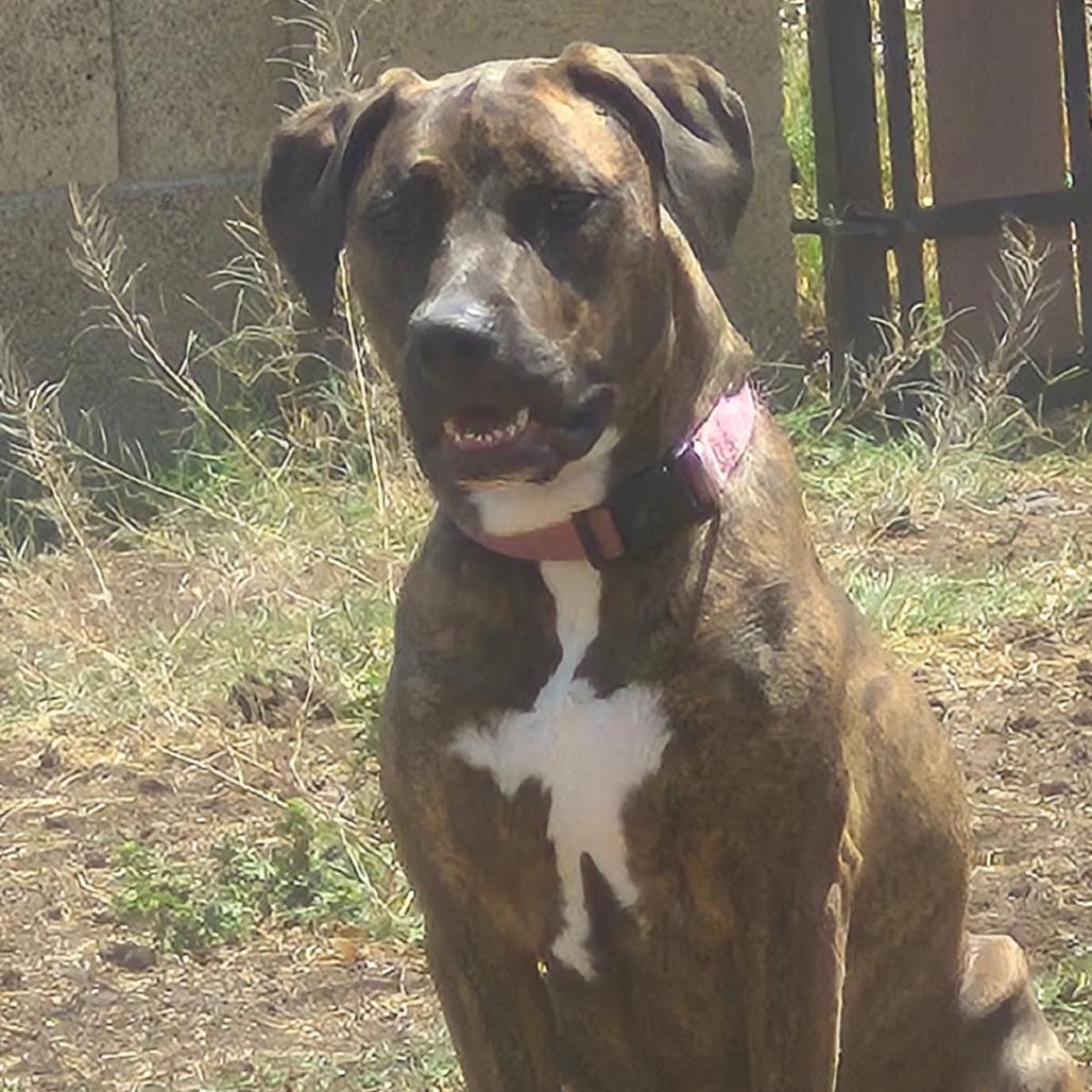 Annabelle aka Anika, Adoptable, Adult Female Pit Bull Terrier & Boxer.