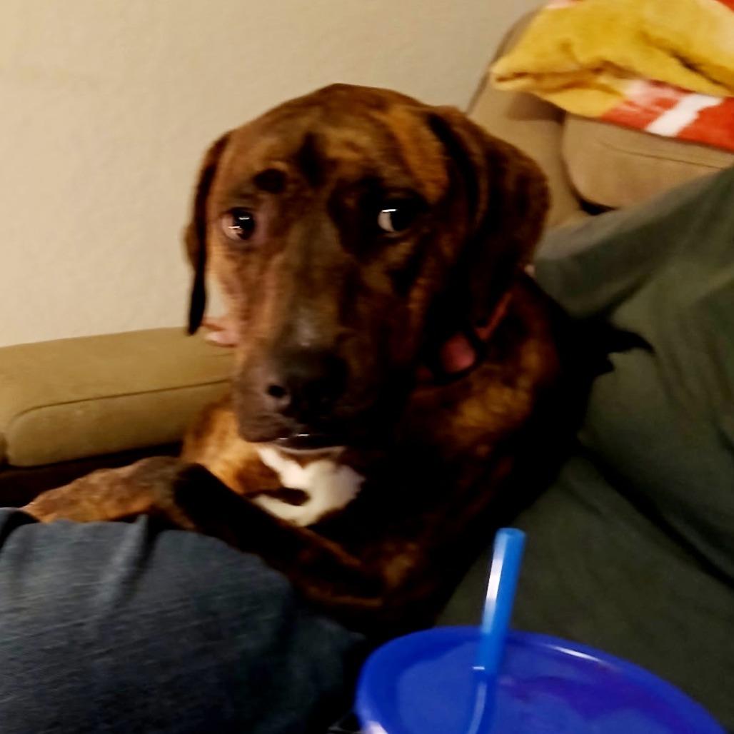 Enlarge Annabelle aka Anika, a Adoptable mixed breed in Phoenix, AZ image 2/2