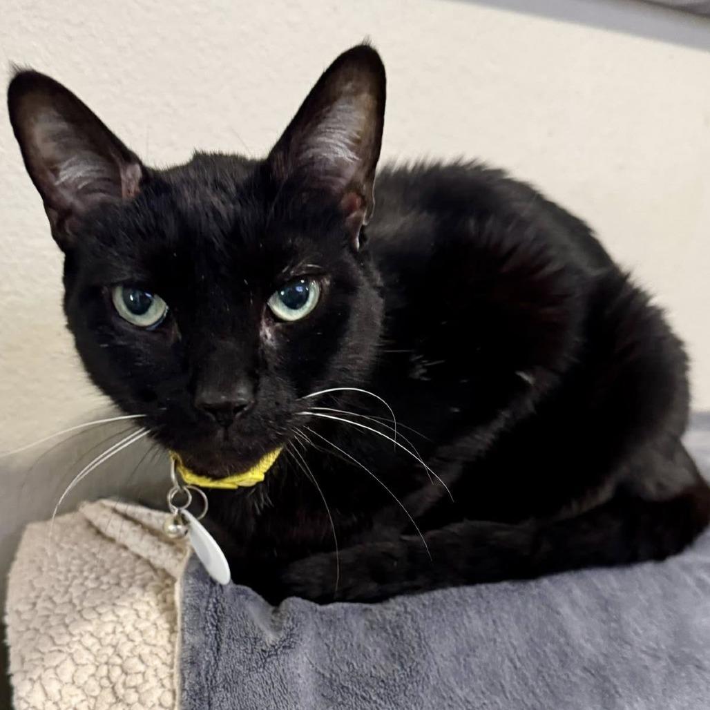 Enlarge Hope, a Adoptable Domestic Short Hair in Ramona, CA image 1/6