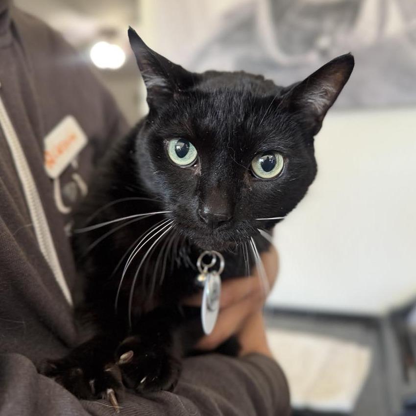 Enlarge Hope, a Adoptable Domestic Short Hair in Ramona, CA image 2/6