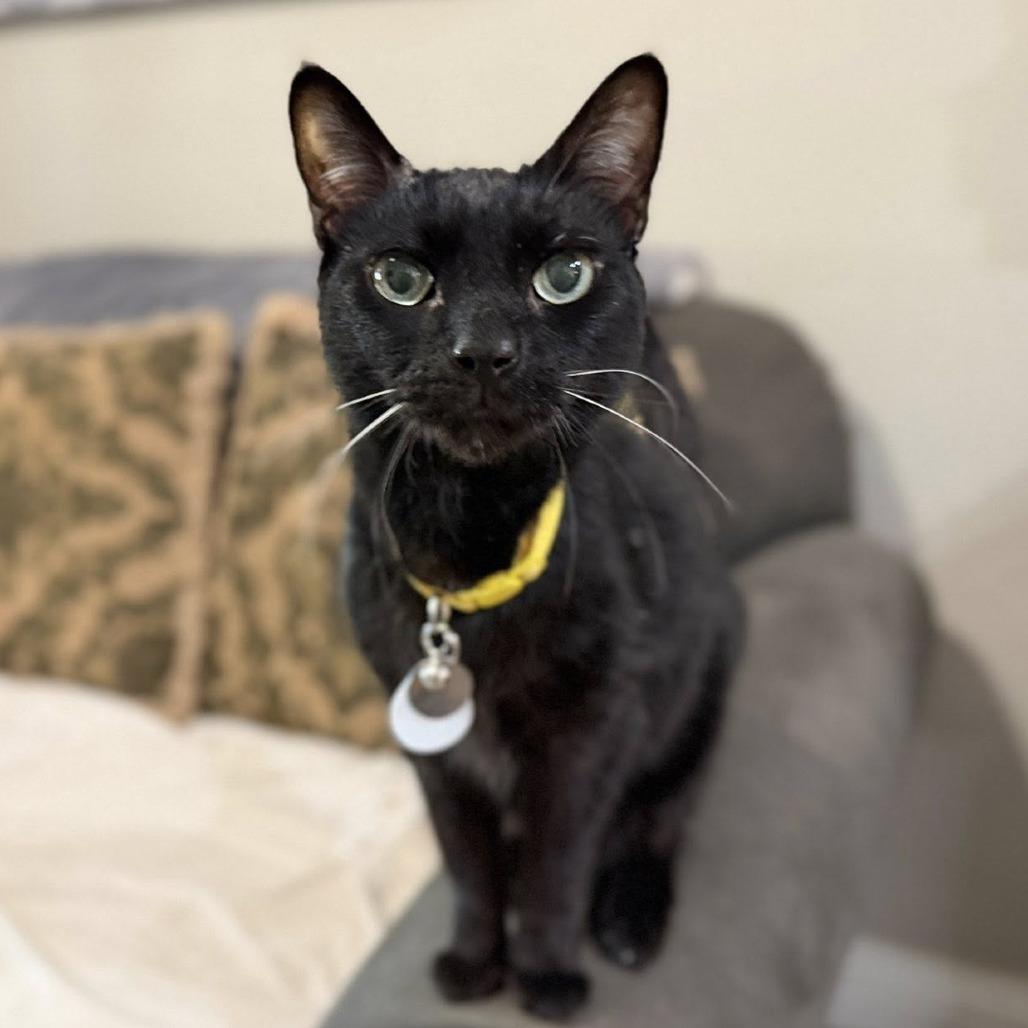 Enlarge Hope, a Adoptable Domestic Short Hair in Ramona, CA image 3/6