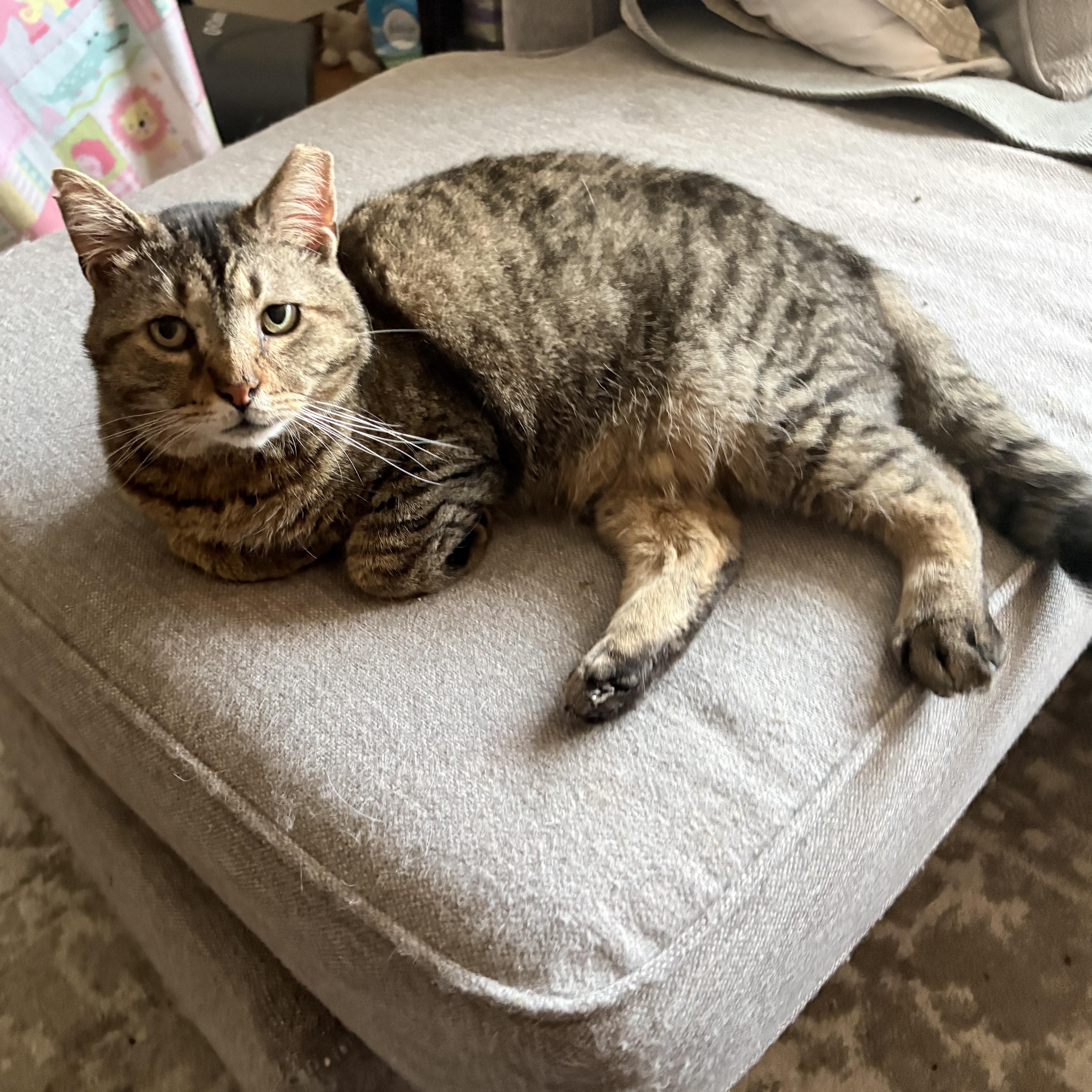 Enlarge Wyndham, a ADOPTABLE Tabby in Cleveland, OH image 1/6