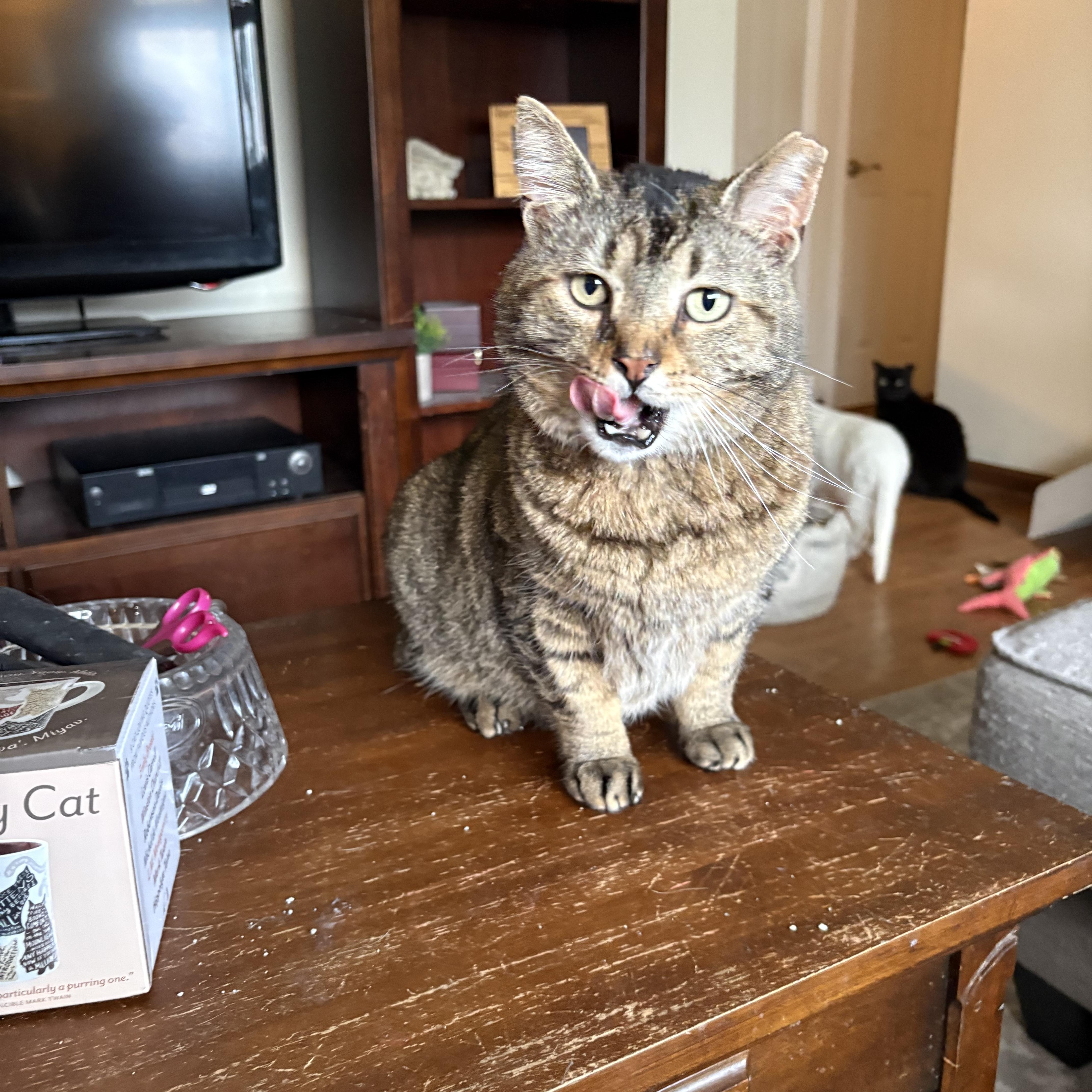 Wyndham, ADOPTABLE, Young Male Tabby.