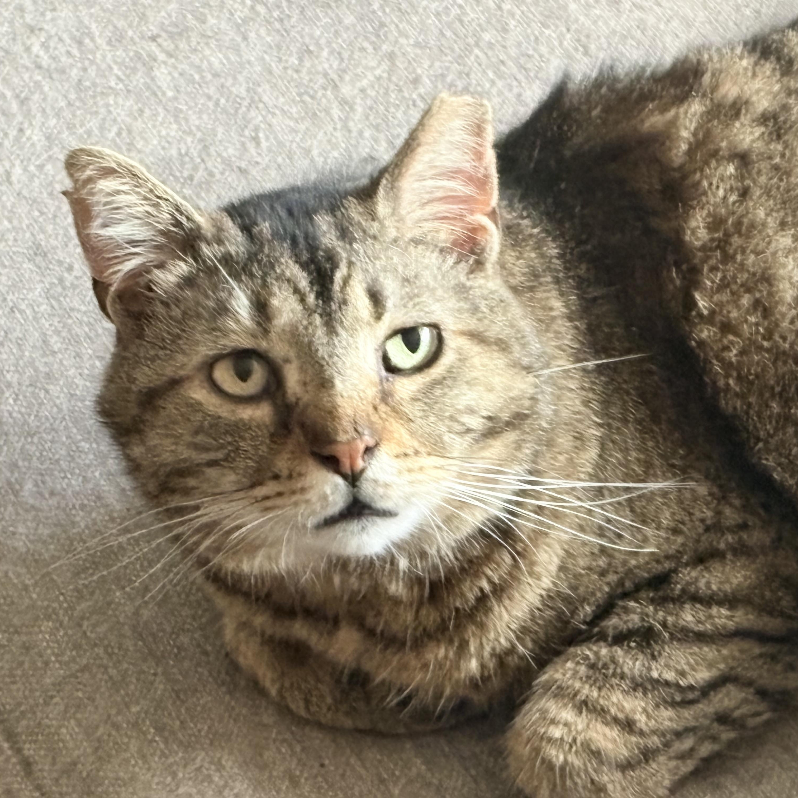 Enlarge Wyndham, a ADOPTABLE Tabby in Cleveland, OH image 2/6