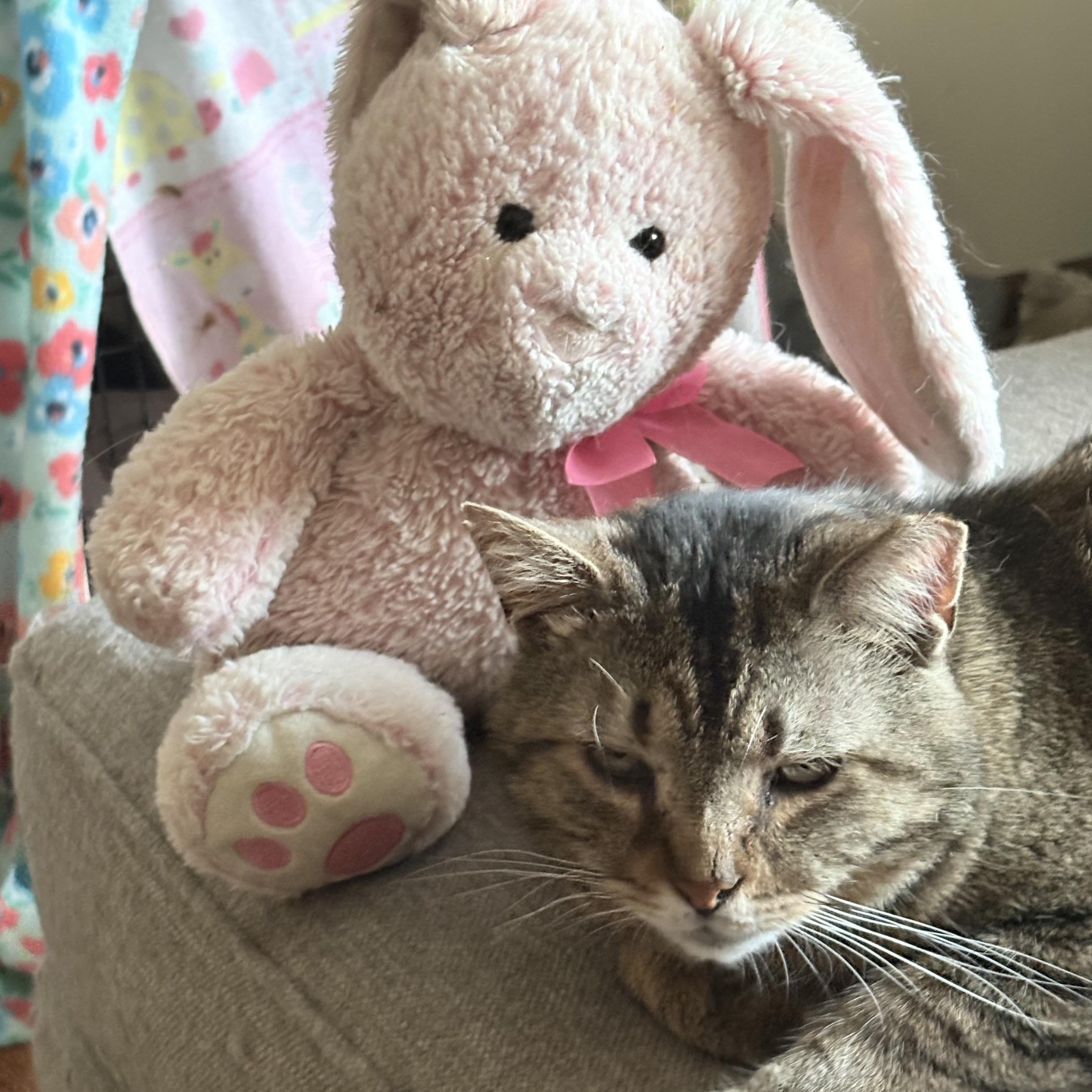 Enlarge Wyndham, a ADOPTABLE Tabby in Cleveland, OH image 3/6