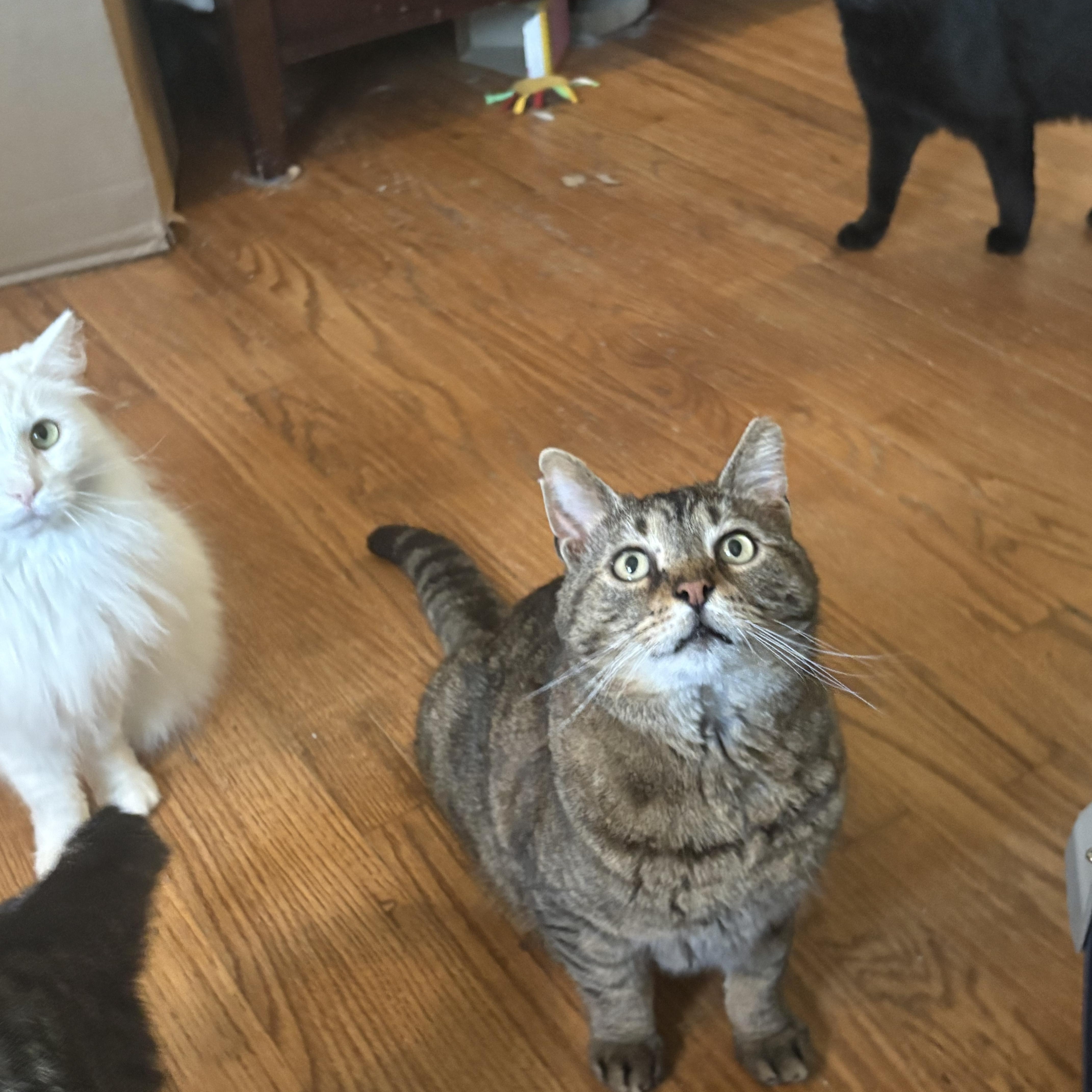 Enlarge Wyndham, a ADOPTABLE Tabby in Cleveland, OH image 4/6