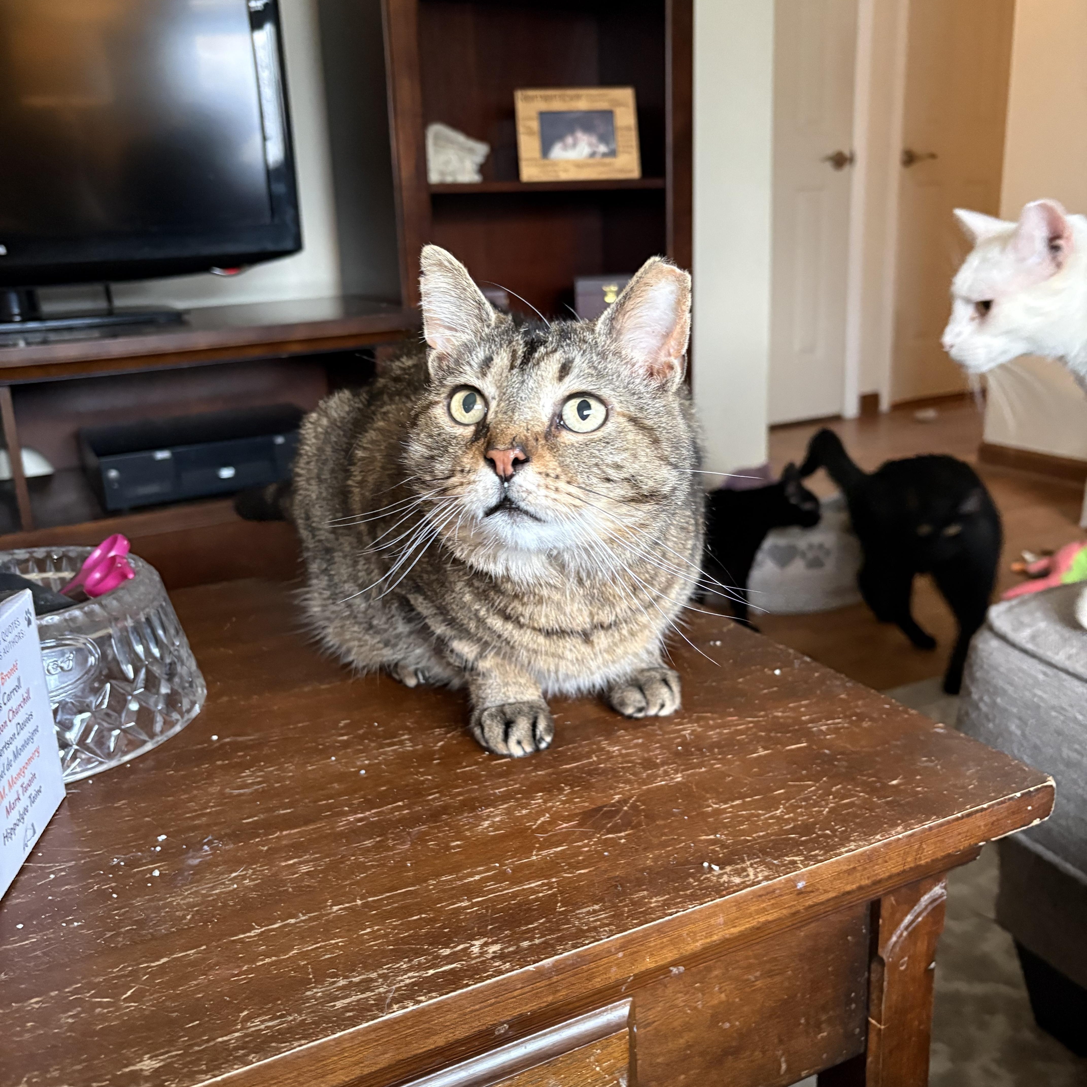 Enlarge Wyndham, a ADOPTABLE Tabby in Cleveland, OH image 6/6