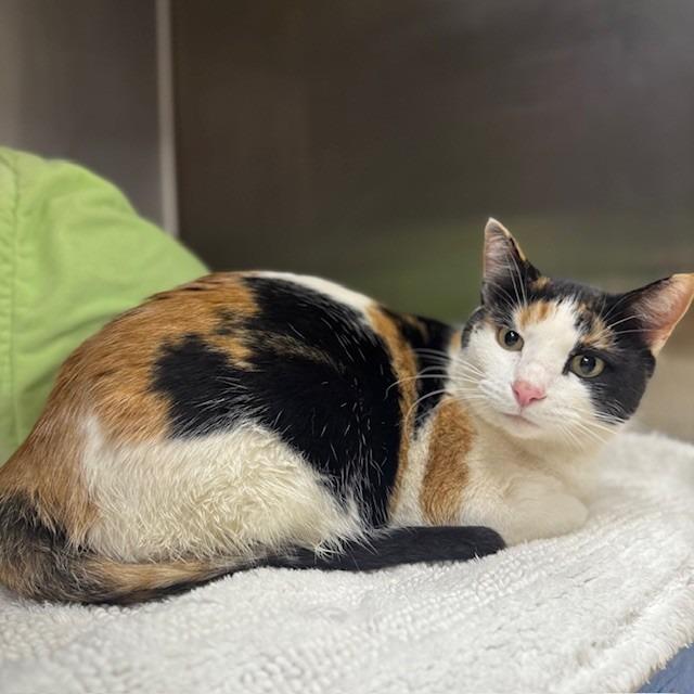 Enlarge Trinity, a Adoptable mixed breed in Bullhead City, AZ image 2/2