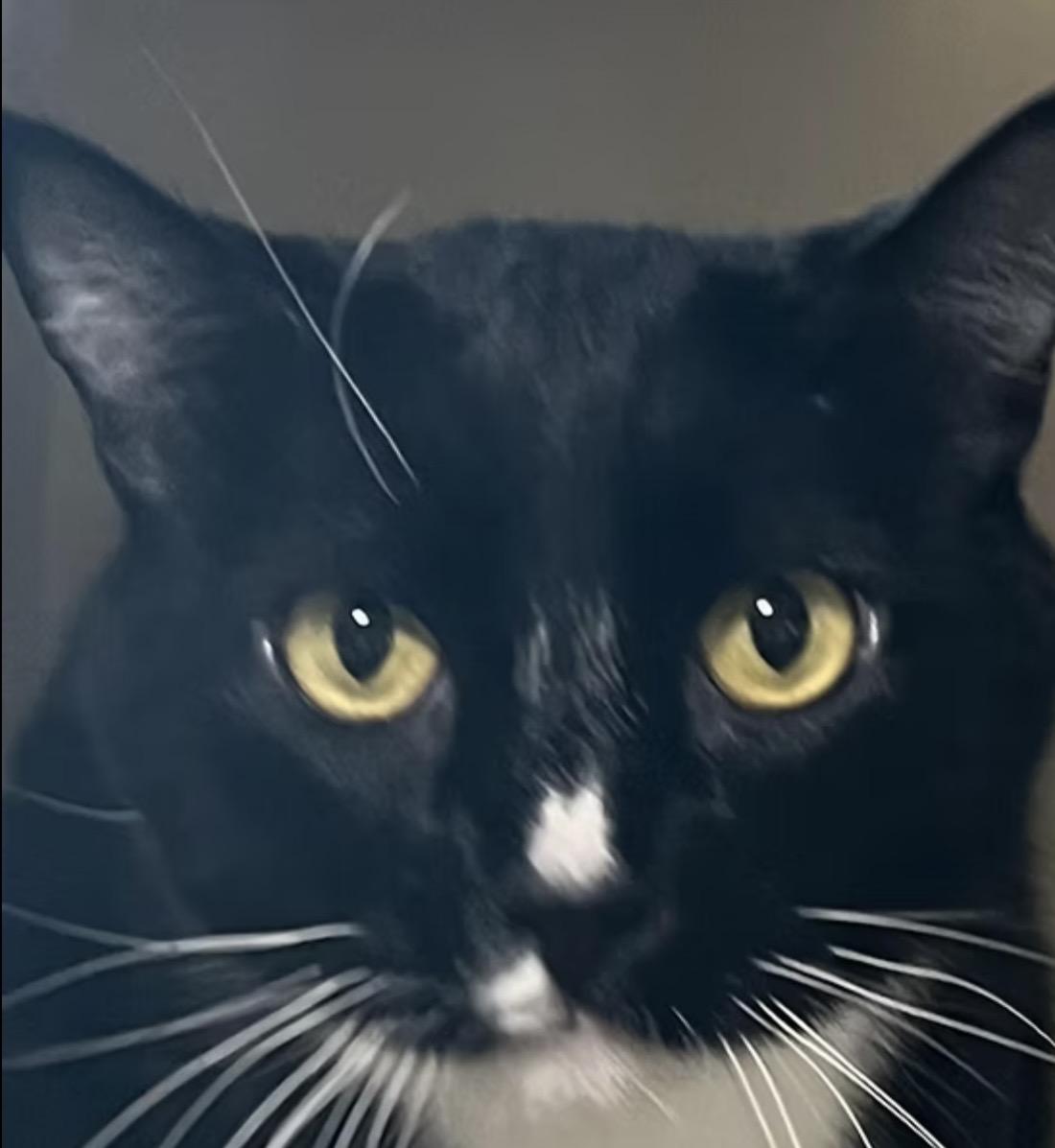 Igor, Adoptable, Adult Male Domestic Short Hair.