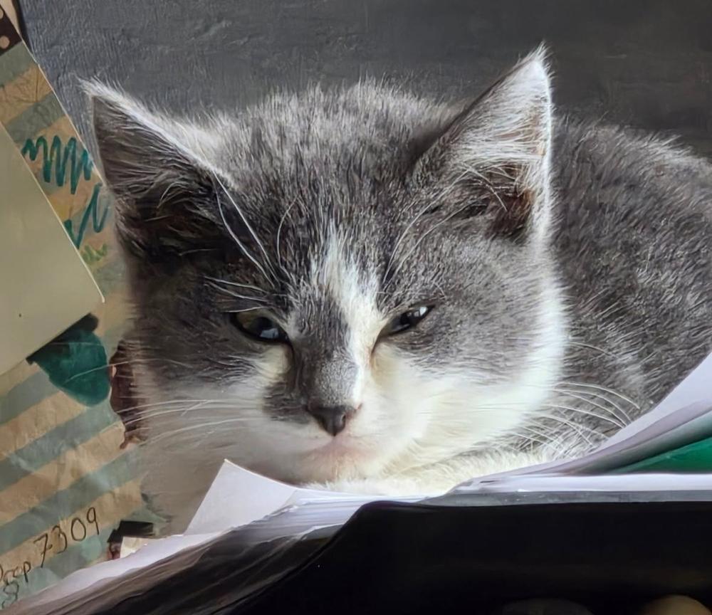 Enlarge Mackerel, a Adoptable Domestic Short Hair in Albuquerque, NM image 1/1