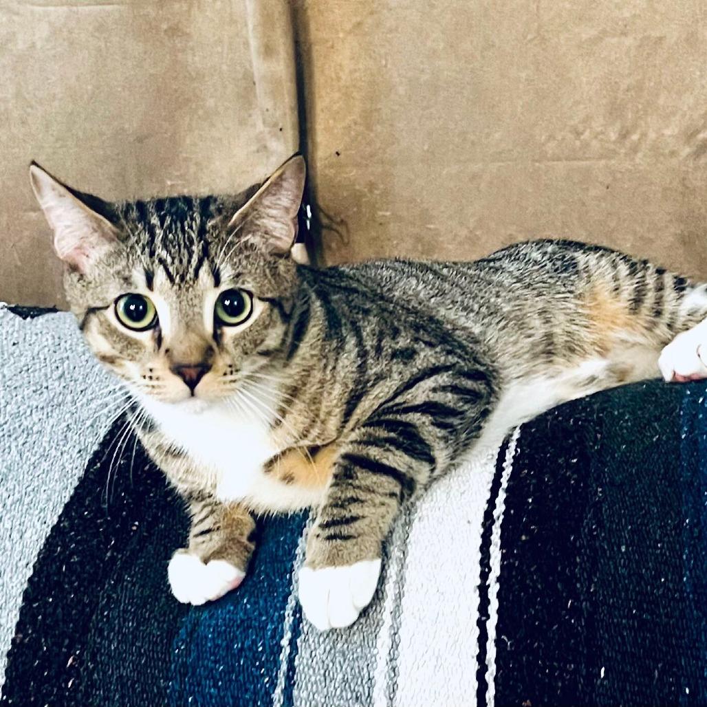 Boots, Adoptable, Young Male Domestic Short Hair.