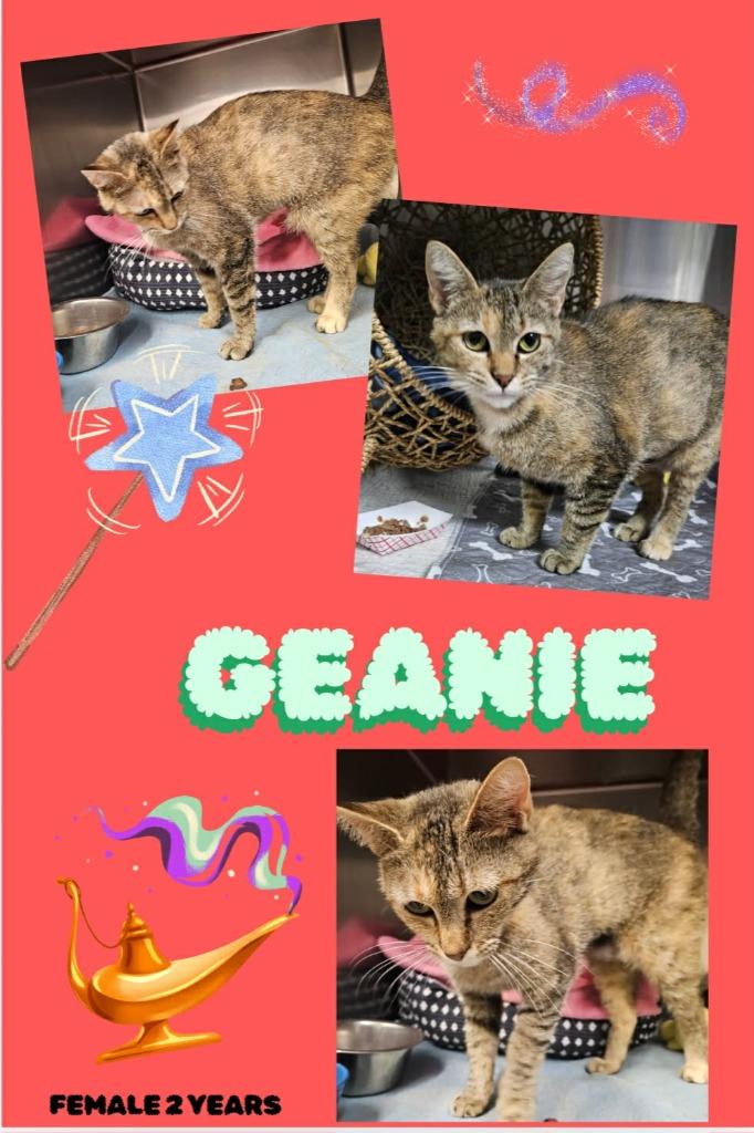 Geanie, Adoptable, Young Female Domestic Short Hair.