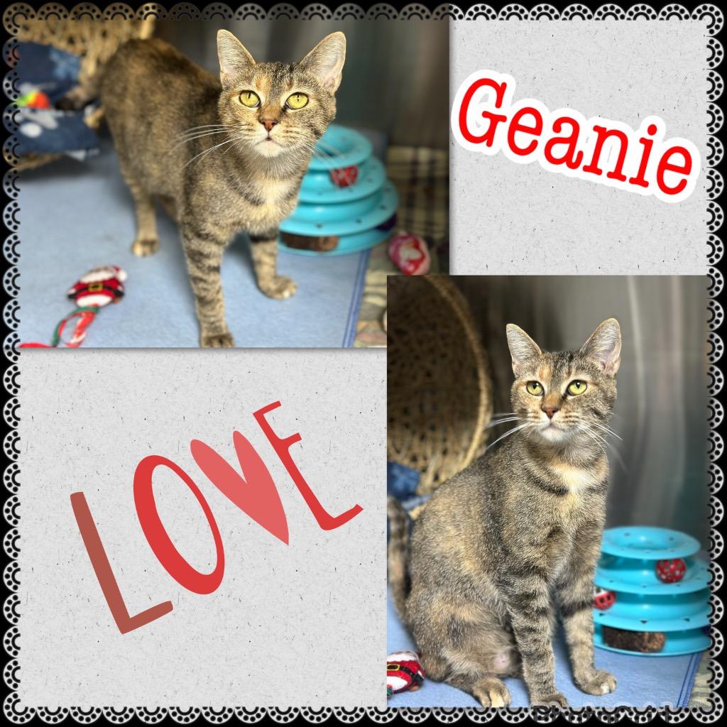 Geanie, Adoptable, Young Female Domestic Short Hair.