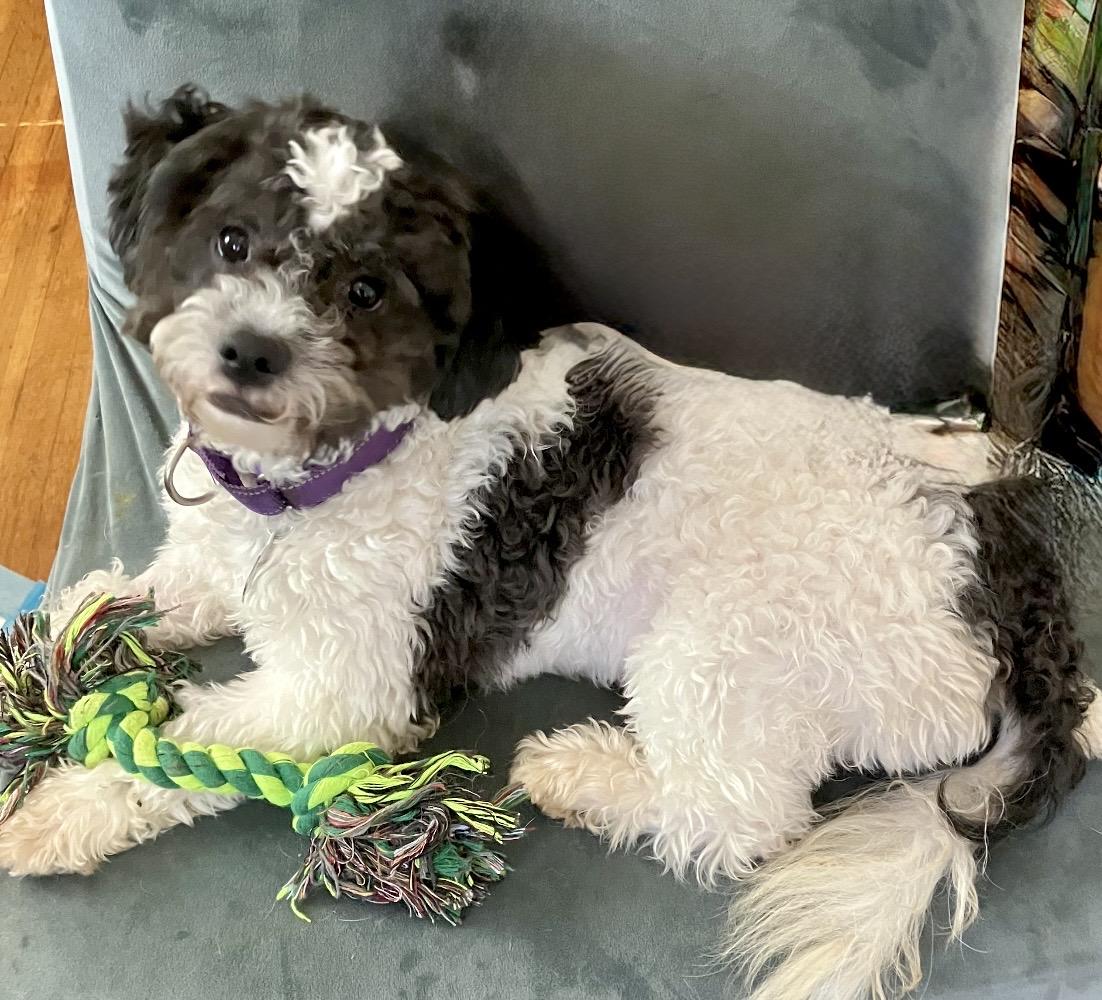 Marshall available at Charlie's Little Dog House, adopted, Young Male Poodle (Toy) & Havanese.