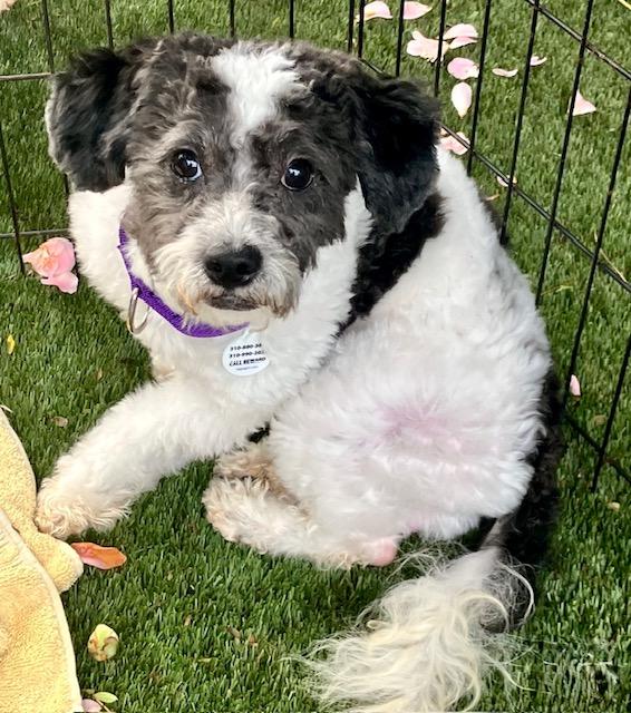 Enlarge Marshall available at Charlie's Little Dog House, an adopted mixed breed in PORTLAND, OR image 2/2
