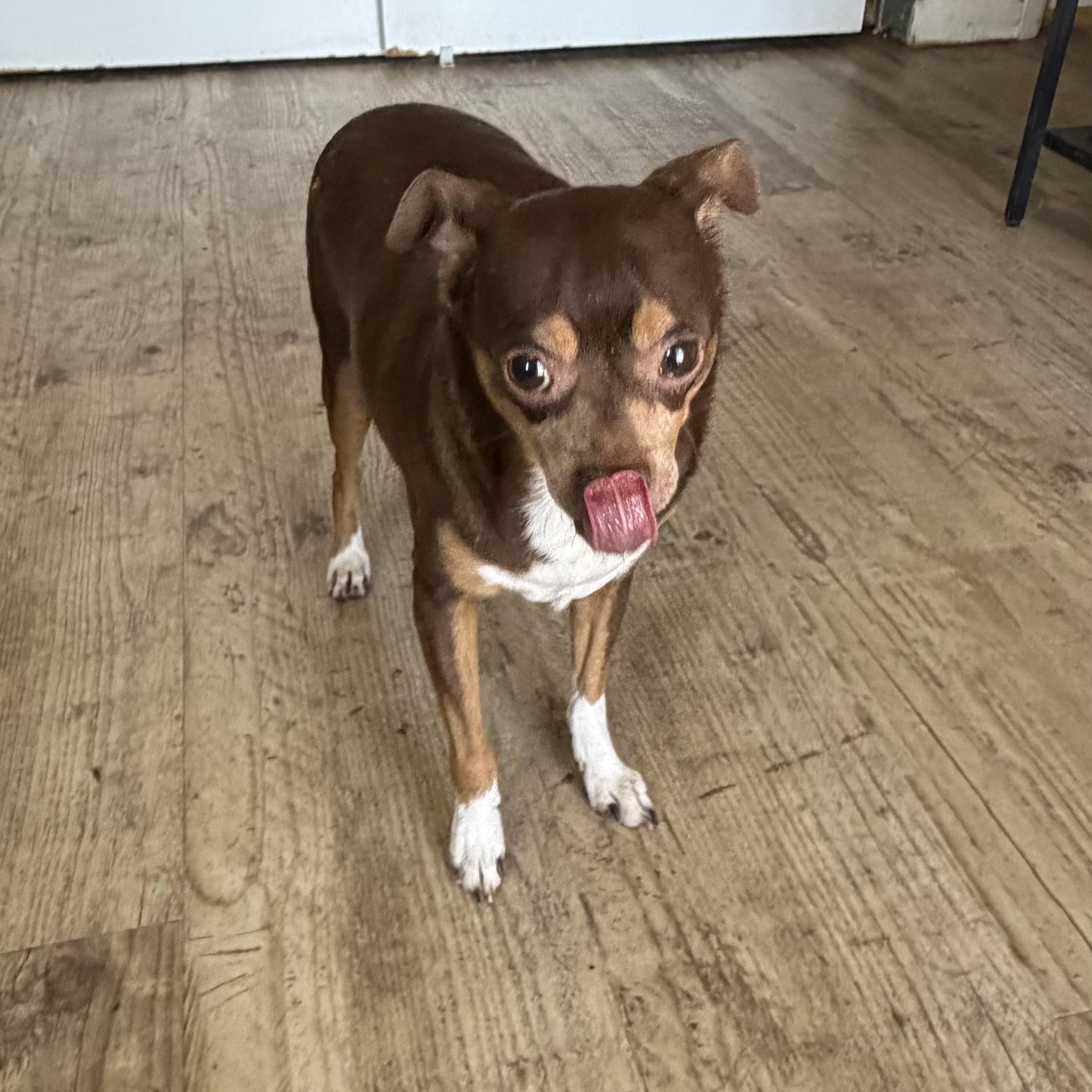 Meatball, a Adoptable mixed breed in Phoenix, AZ image 3/3