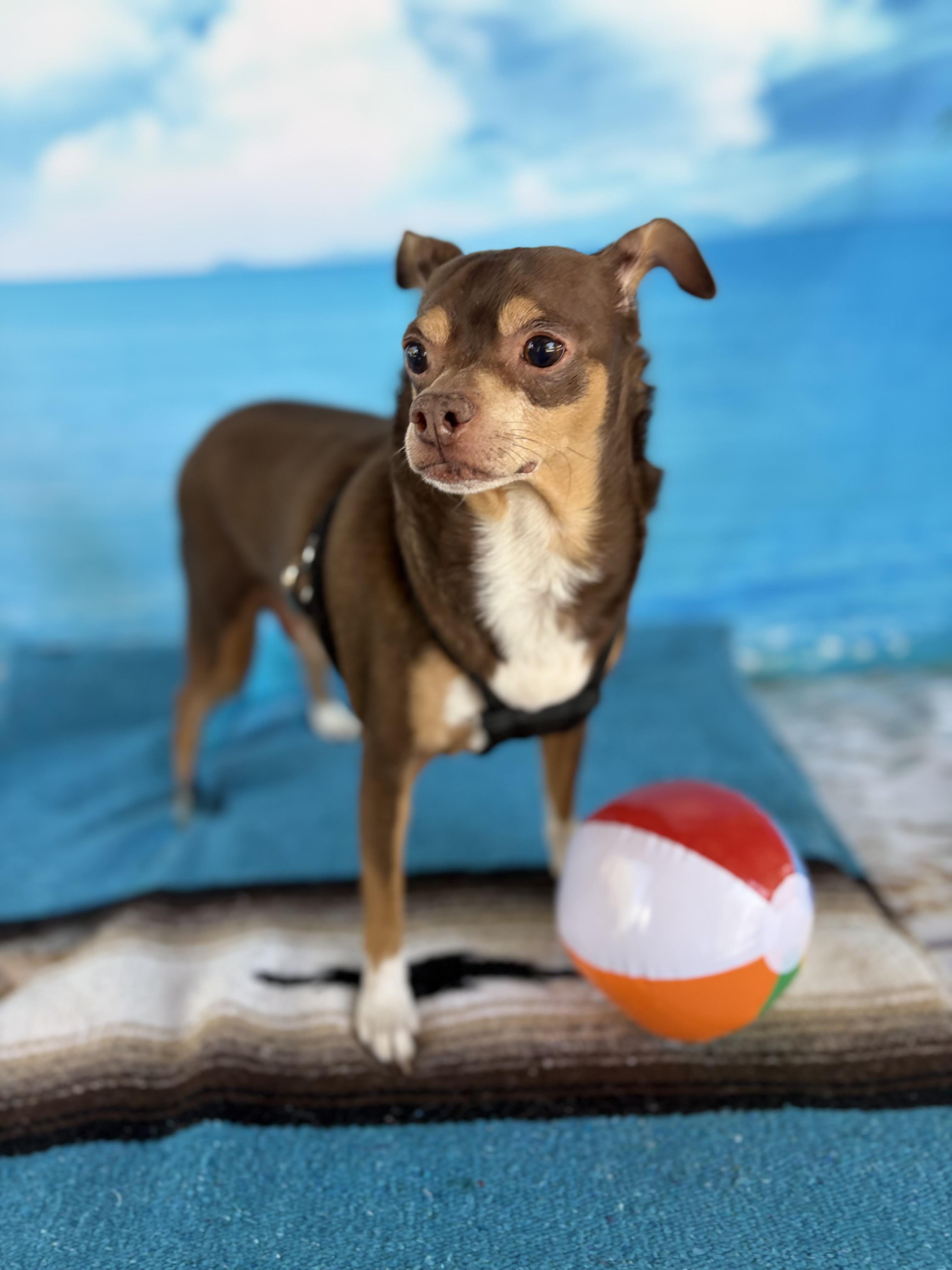 Enlarge Meatball, a Adoptable mixed breed in Phoenix, AZ image 6/6