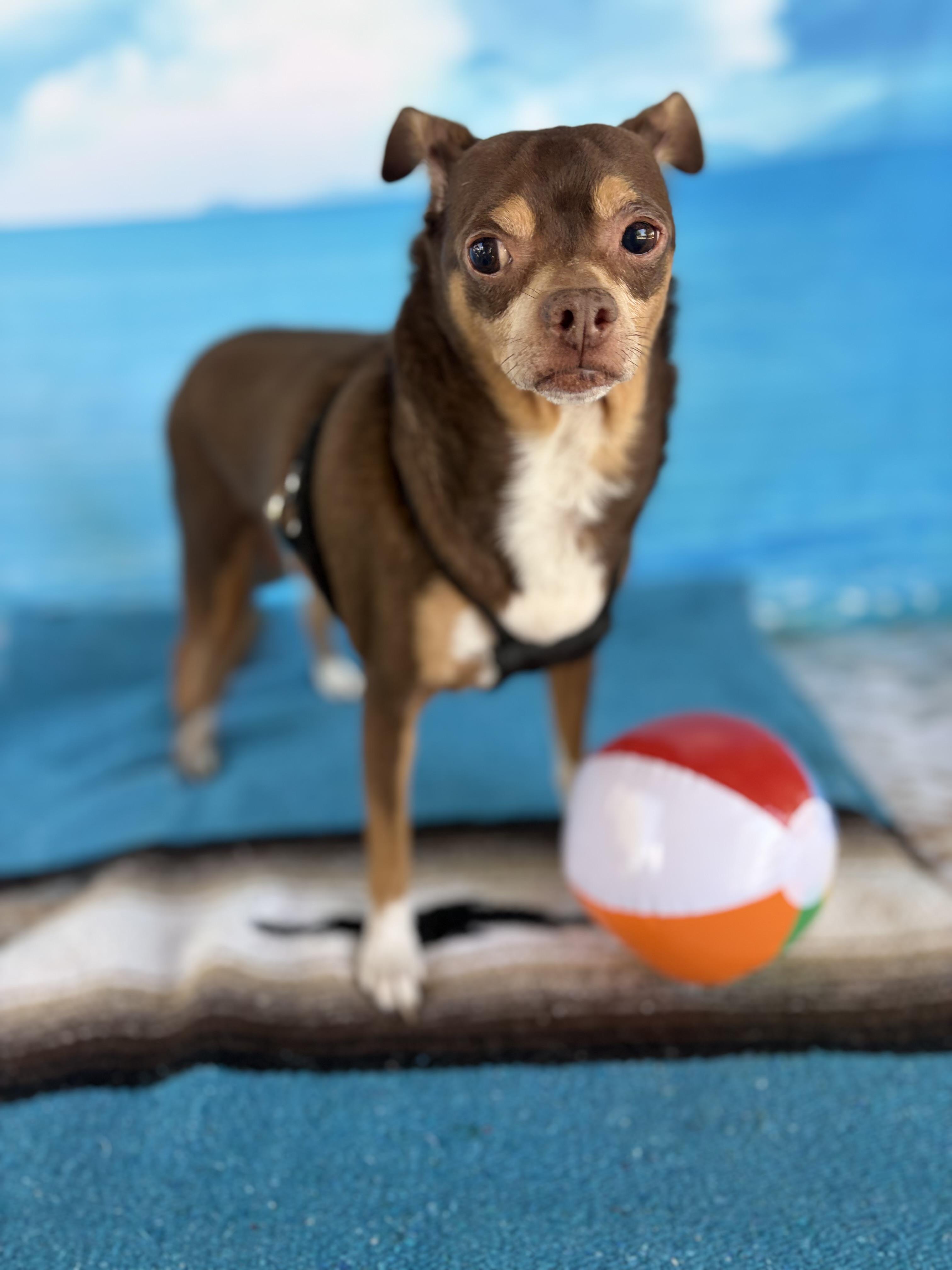 Meatball, Adoptable, Adult Male Chihuahua & Miniature Pinscher.