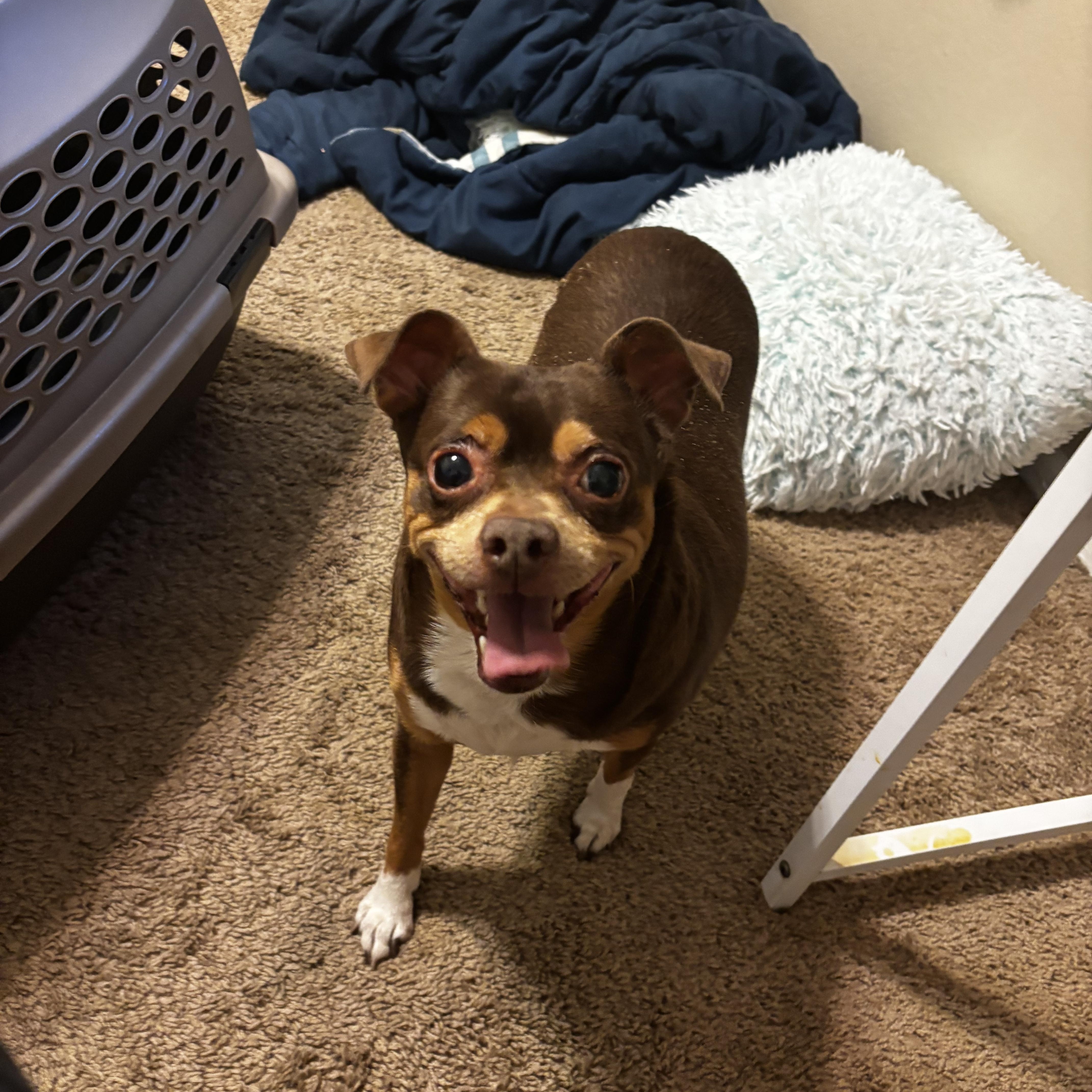 Meatball, a Adoptable mixed breed in Phoenix, AZ image 2/3