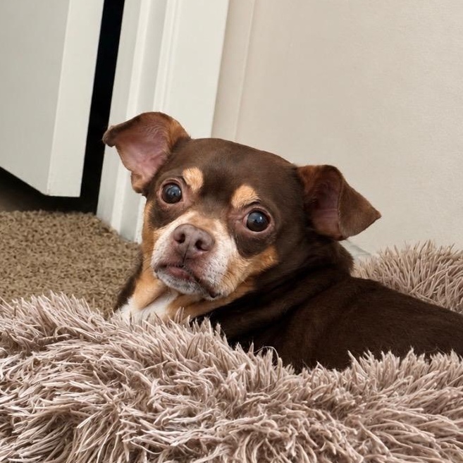 Meatball, a Adoptable mixed breed in Phoenix, AZ image 4/4