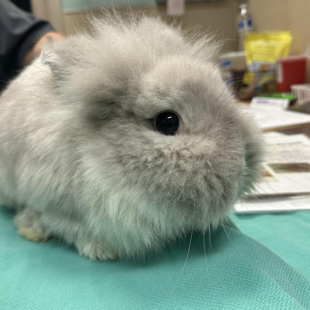 BOOP, Adoptable, Young Female Lionhead.