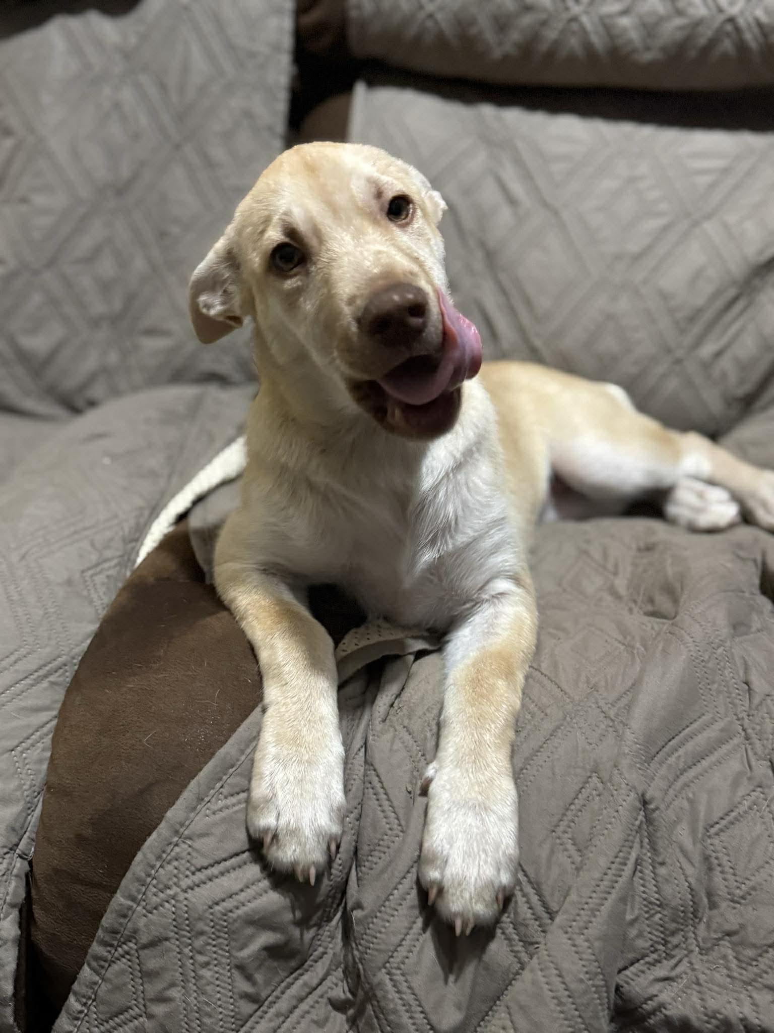 Sandy, a ADOPTABLE mixed breed in Bronson, TX image 2/2