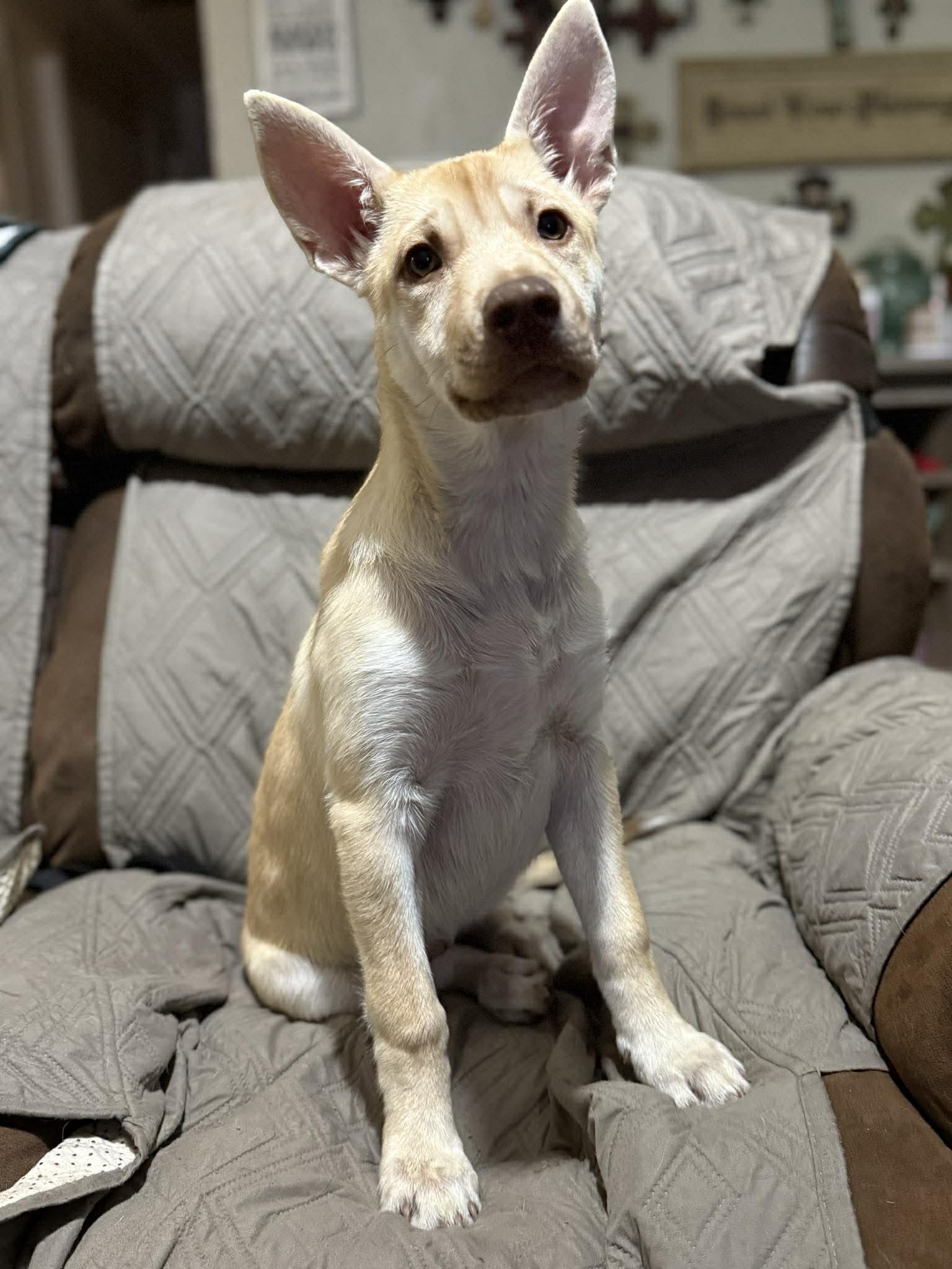 Sandy, a ADOPTABLE mixed breed in Bronson, TX image 1/2