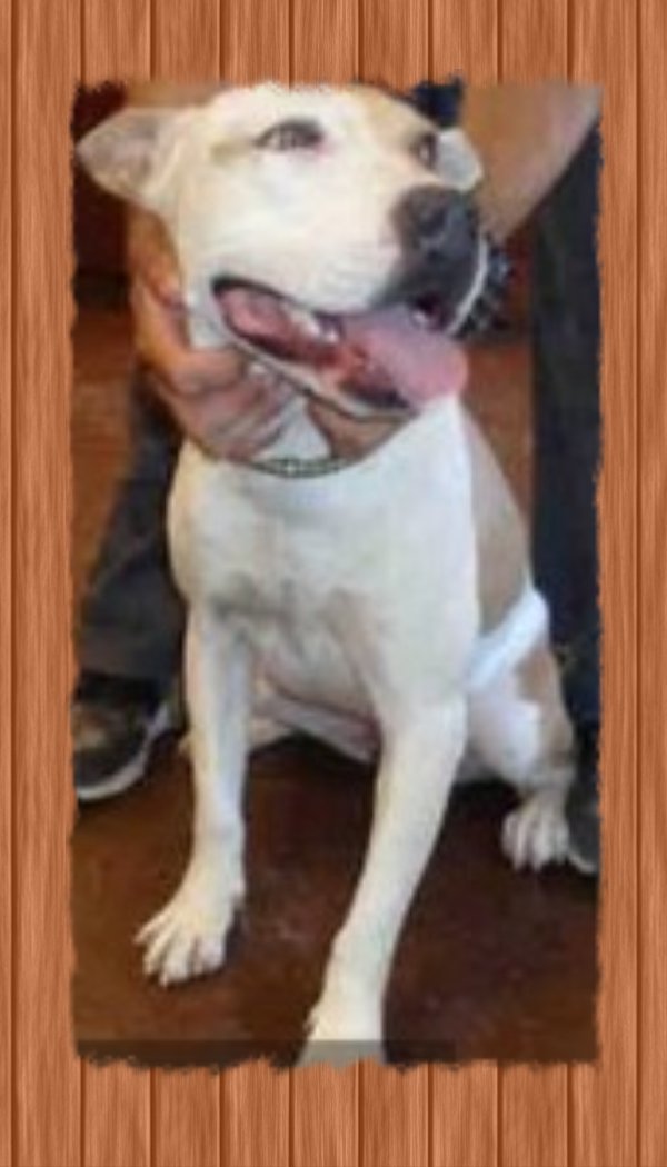 MILLIE, a Adoptable mixed breed in Oro Valley, AZ image 1/8