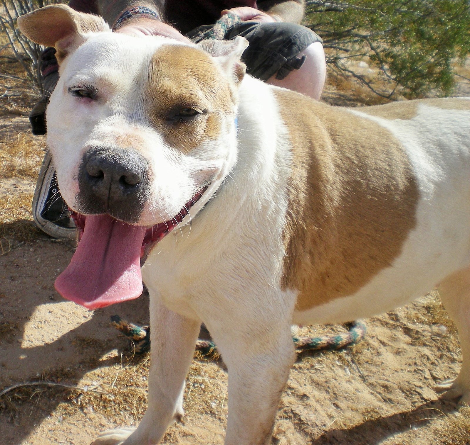 MILLIE, a Adoptable mixed breed in Oro Valley, AZ image 3/8