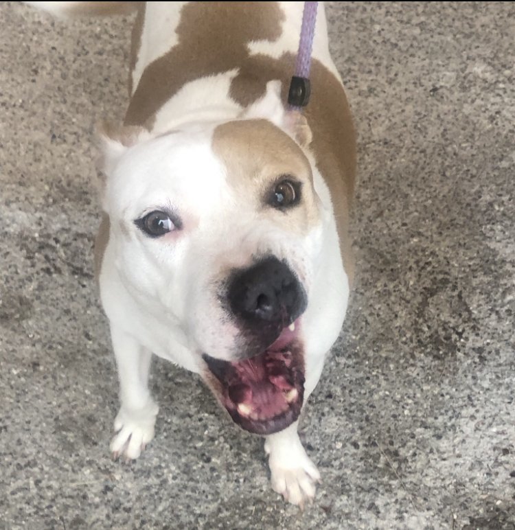 MILLIE, a Adoptable mixed breed in Oro Valley, AZ image 4/8