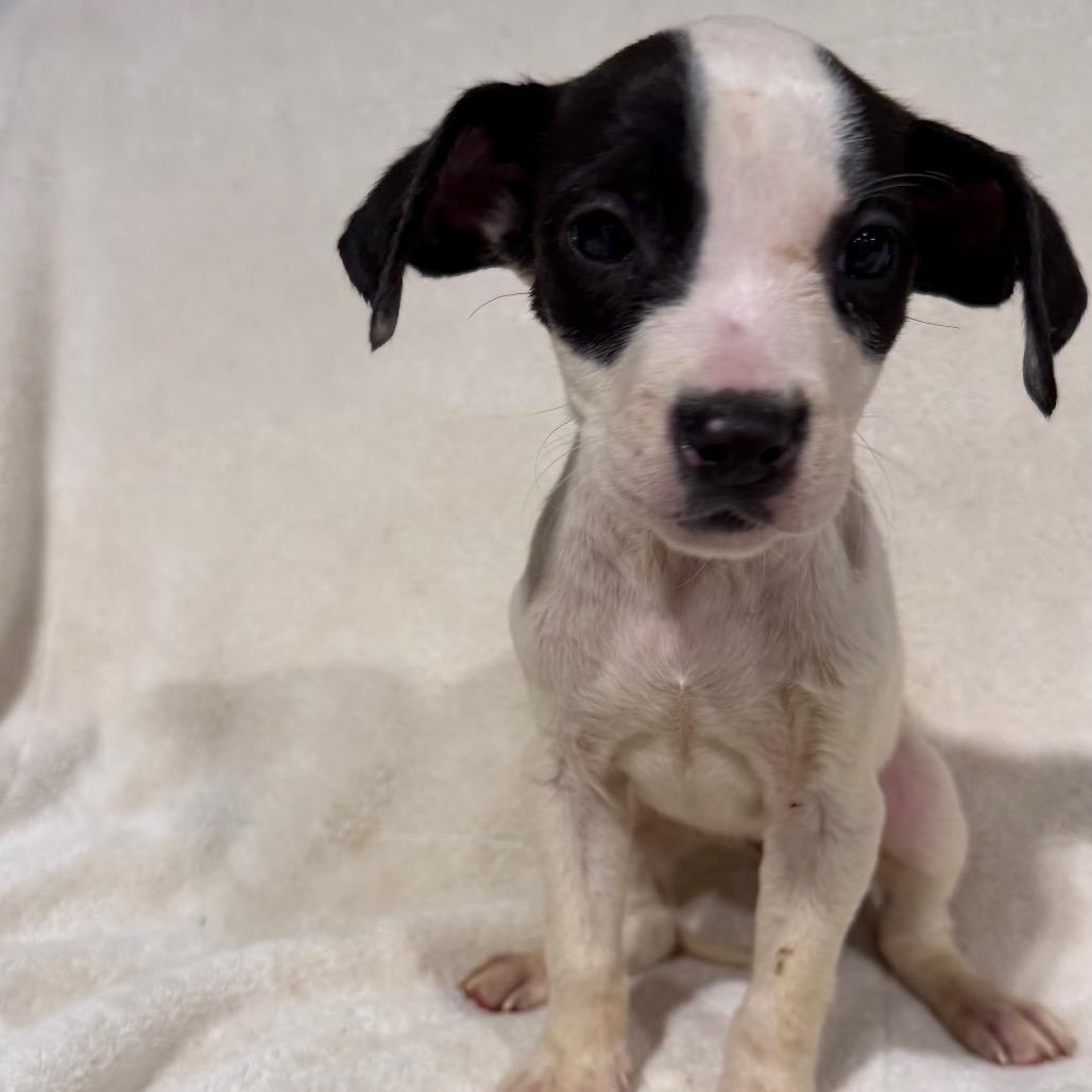 Lady, Adoptable, Young Female Miniature Poodle & Pit Bull Terrier.